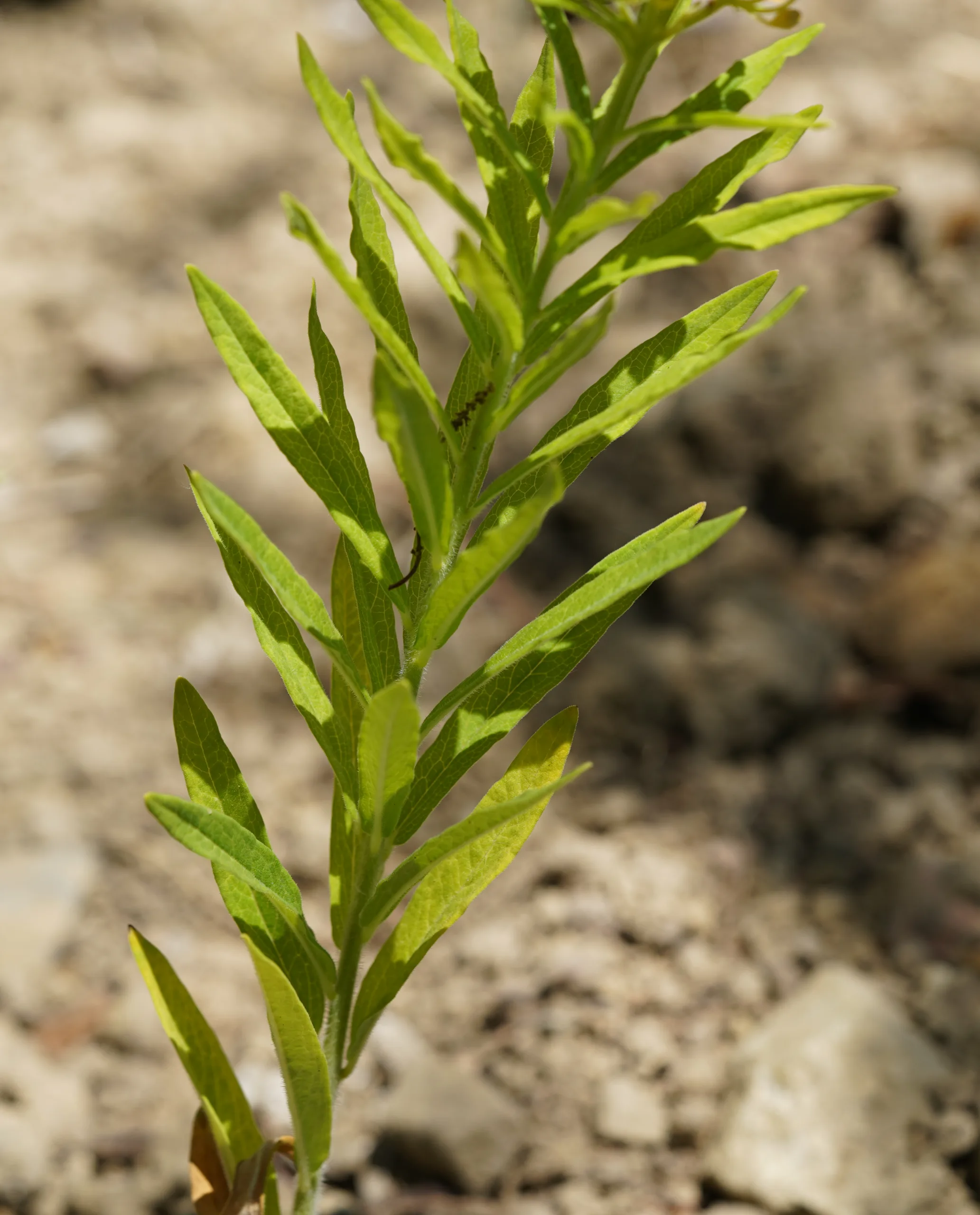 Asclepias tuberosa