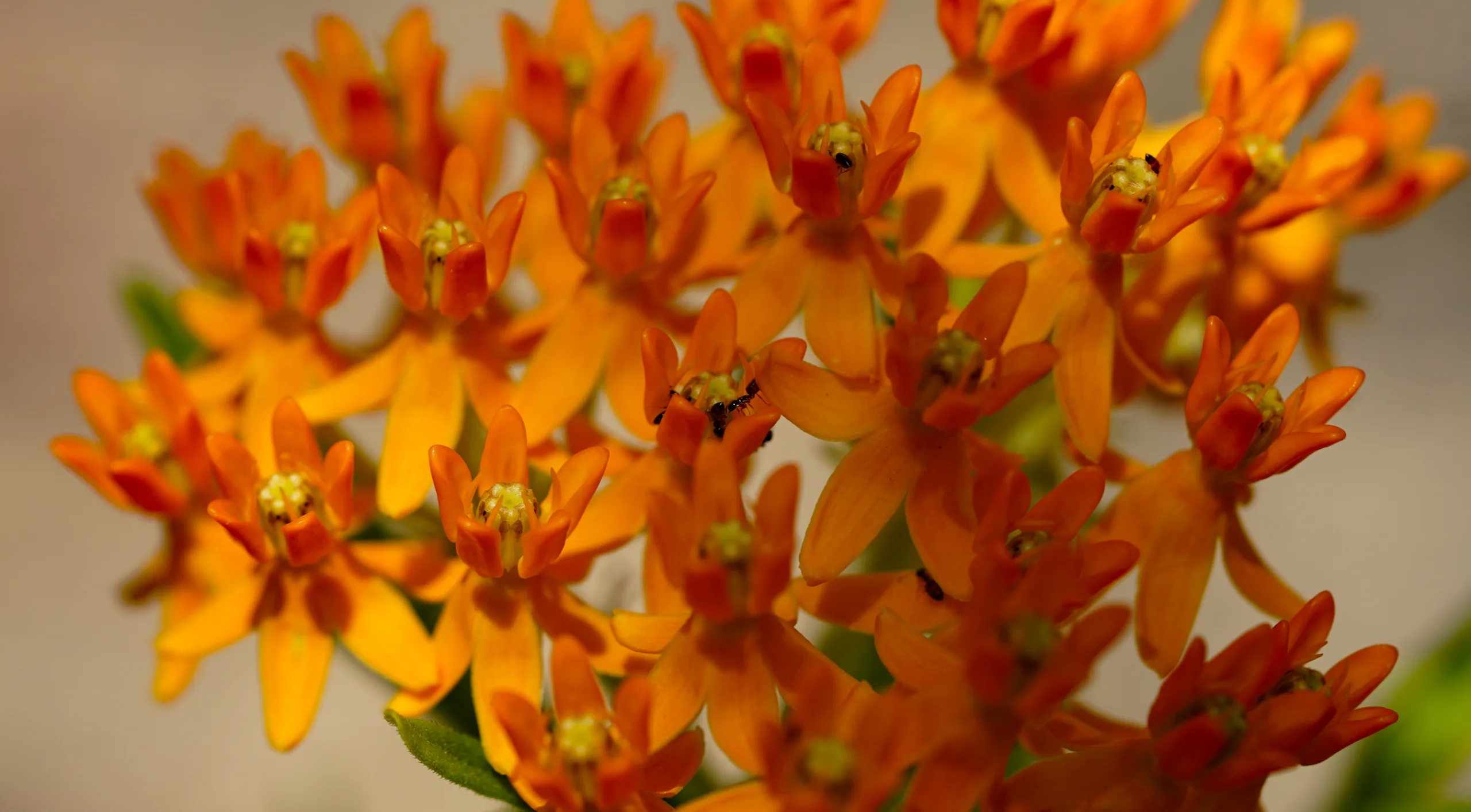 Asclepias tuberosa
