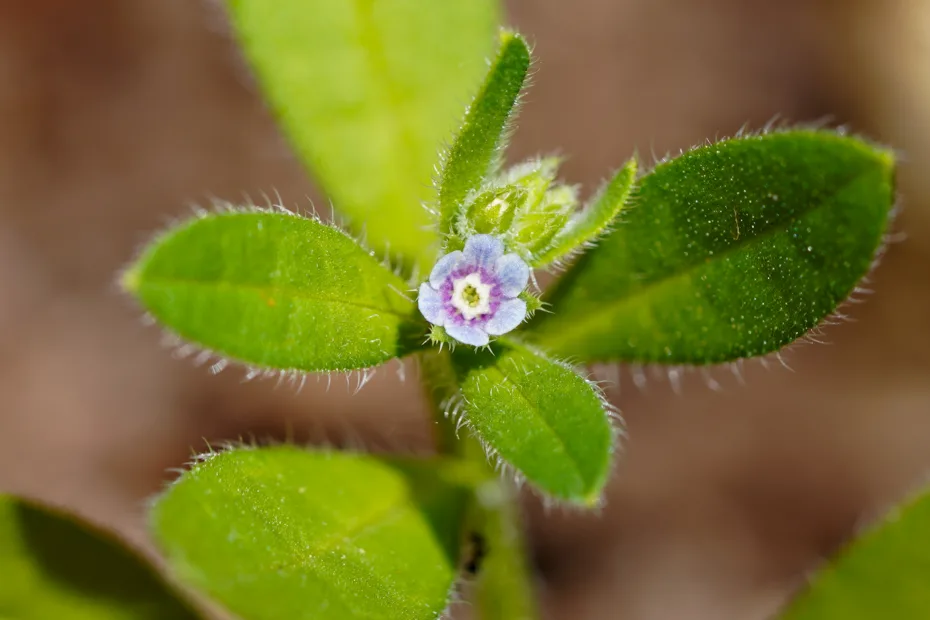 Asperugo procumbens