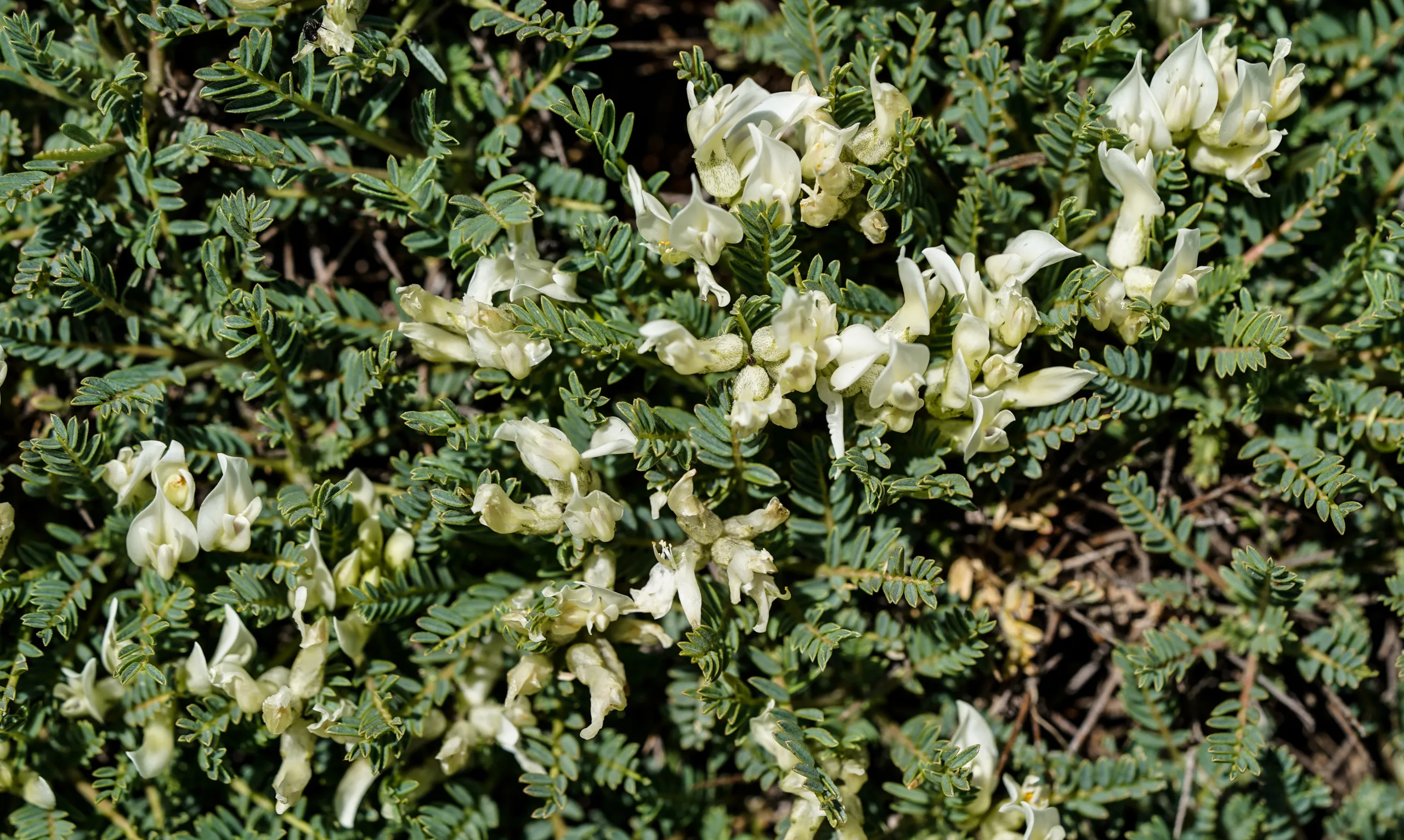 Astragalus angustifolius