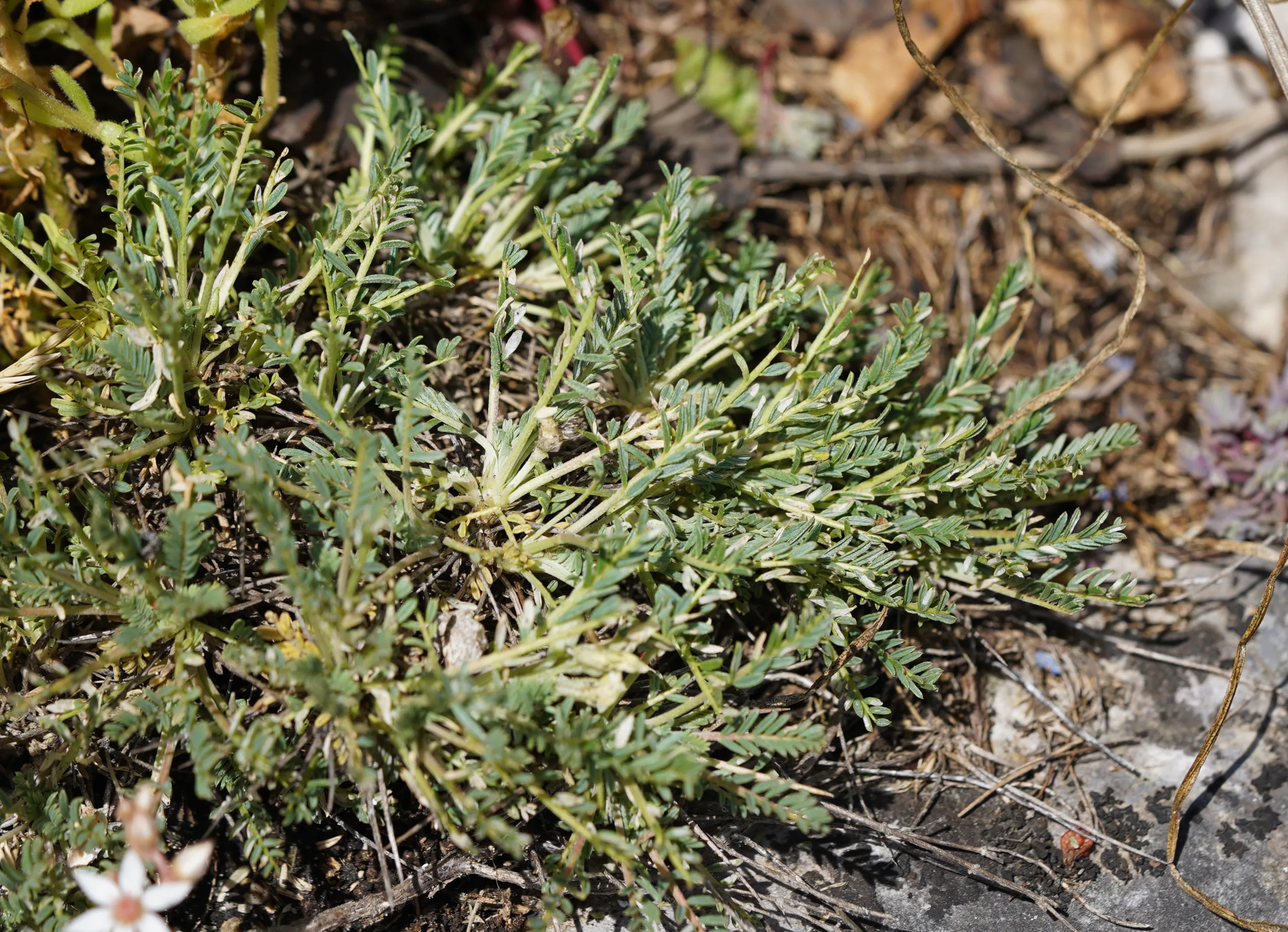 Astragalus angustifolius
