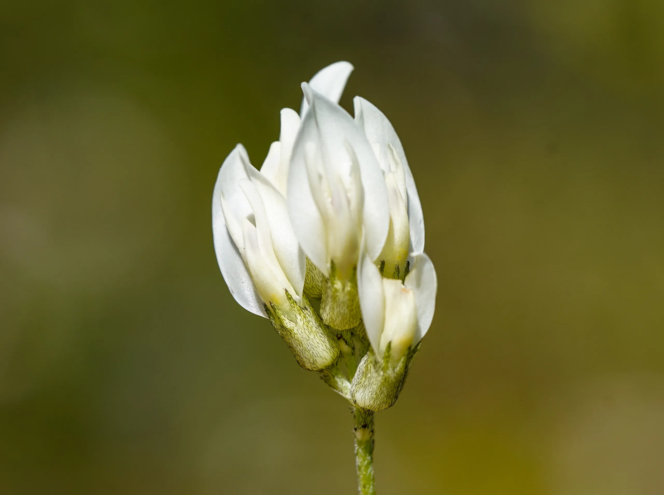 Astragalus angustifolius