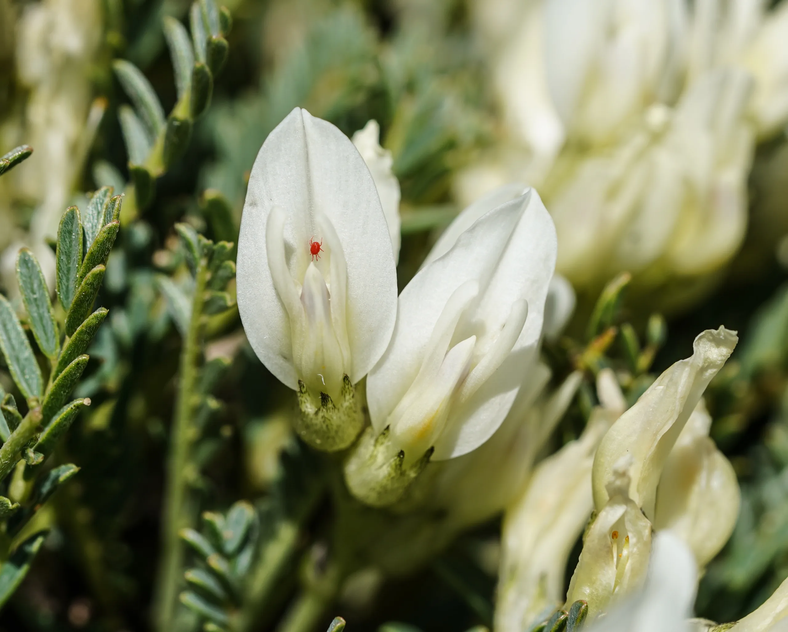 Astragalus angustifolius