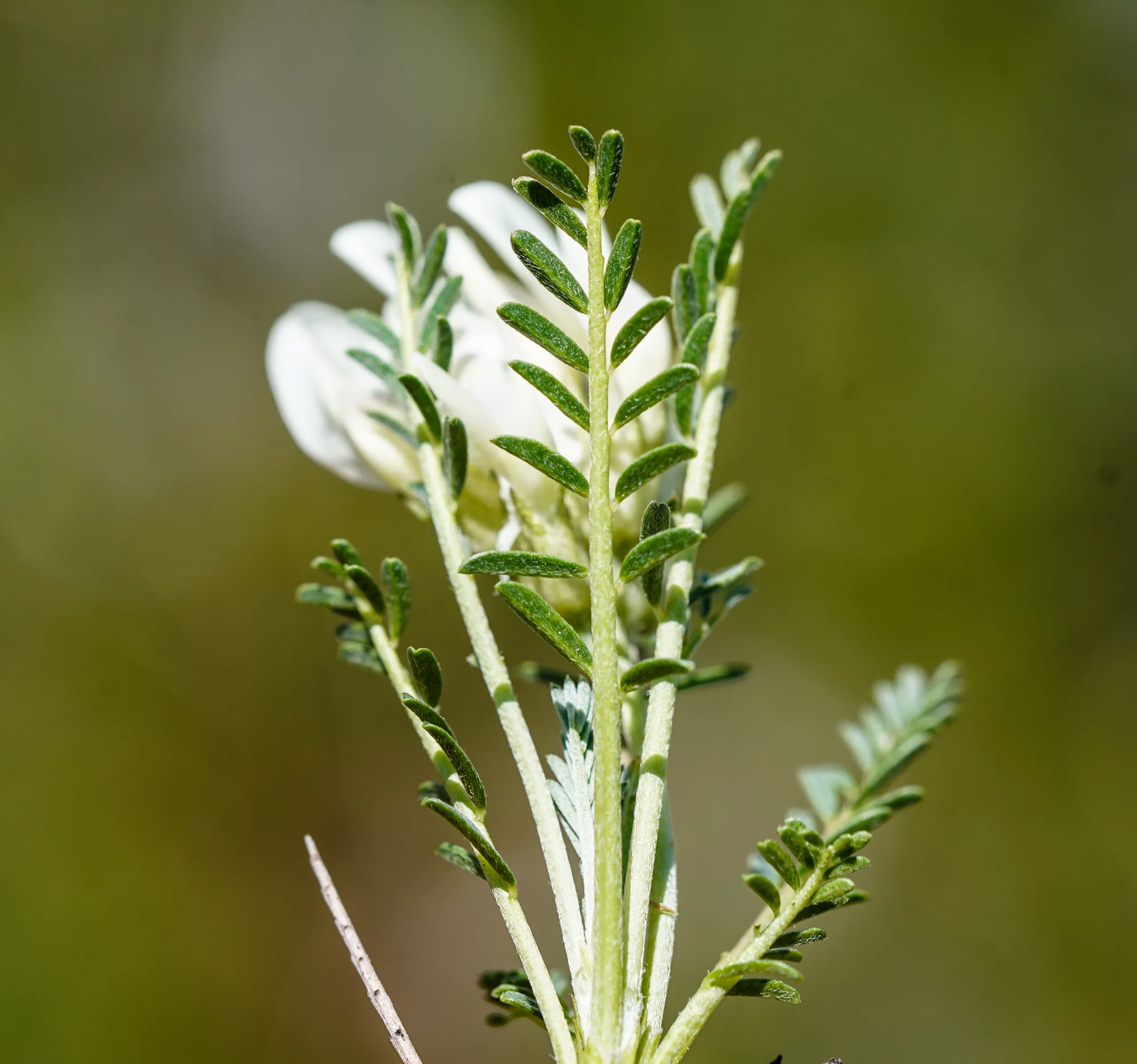 Astragalus angustifolius