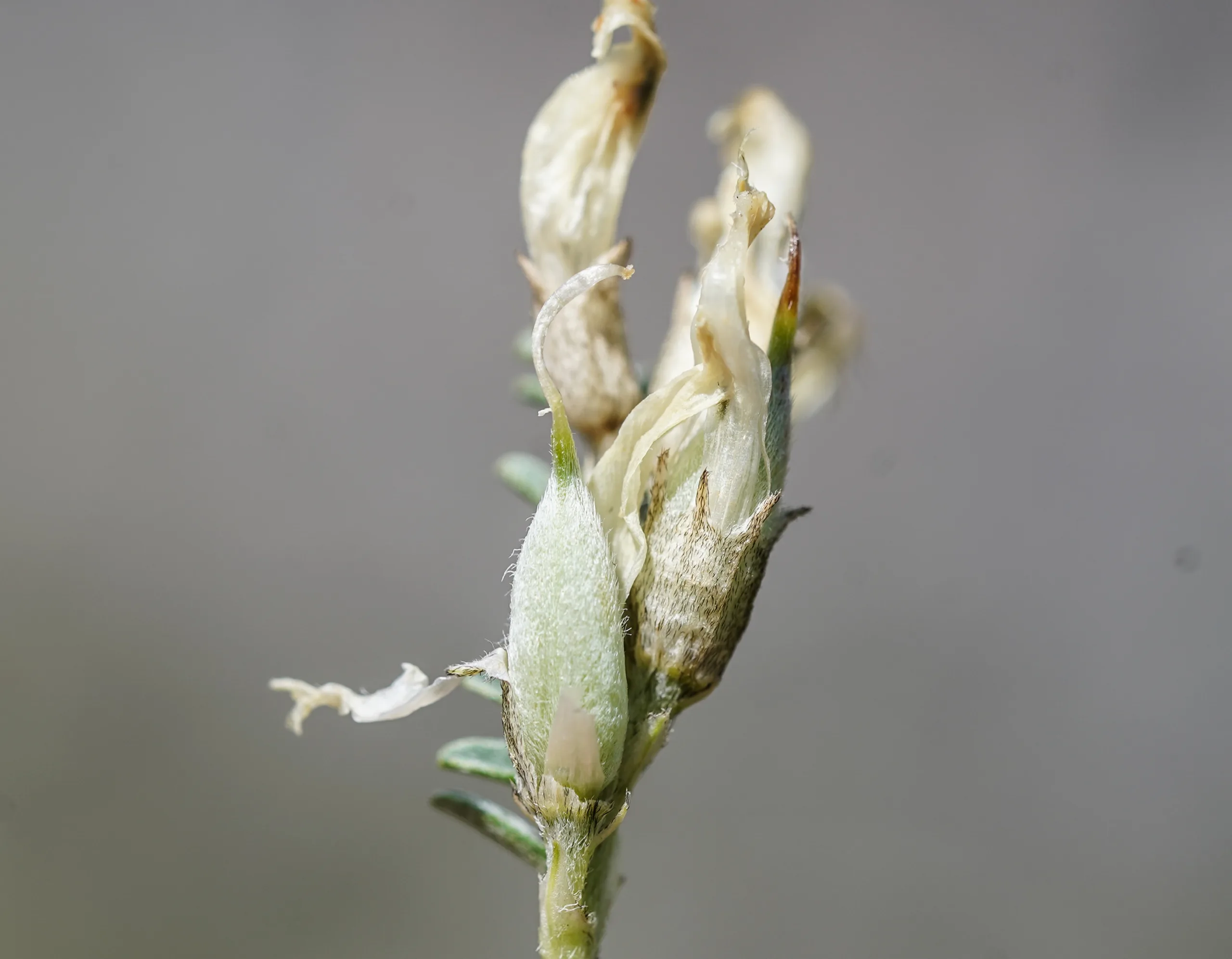 Astragalus angustifolius