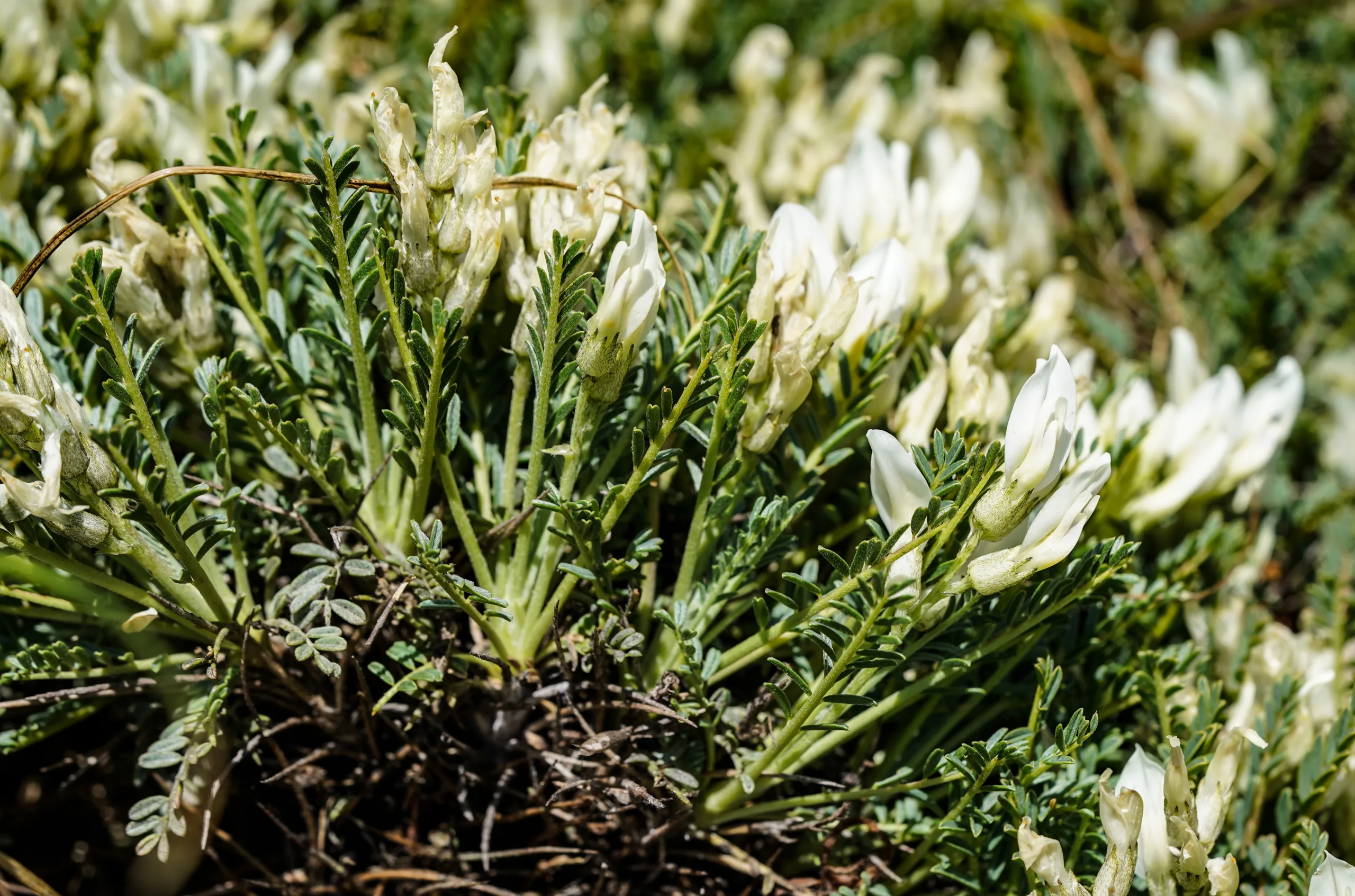 Astragalus angustifolius
