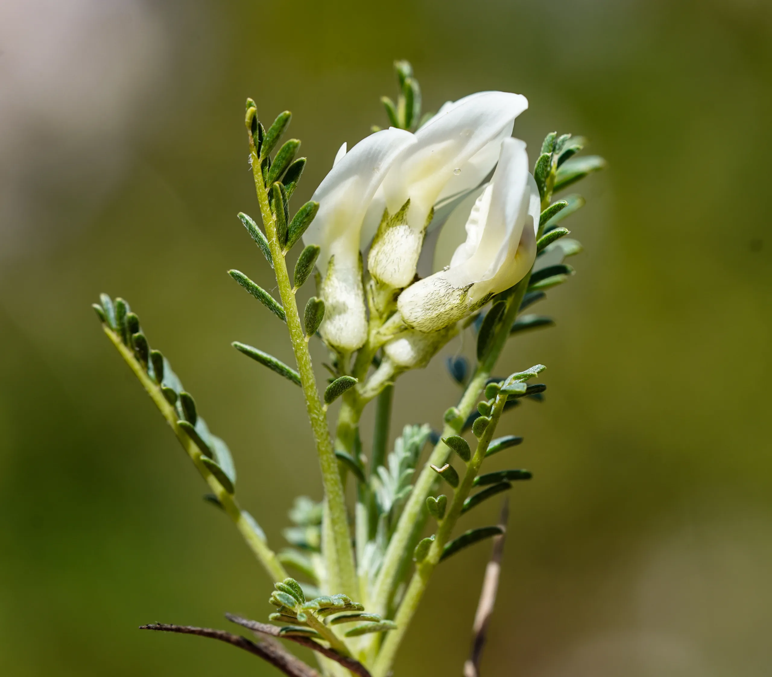 Astragalus angustifolius