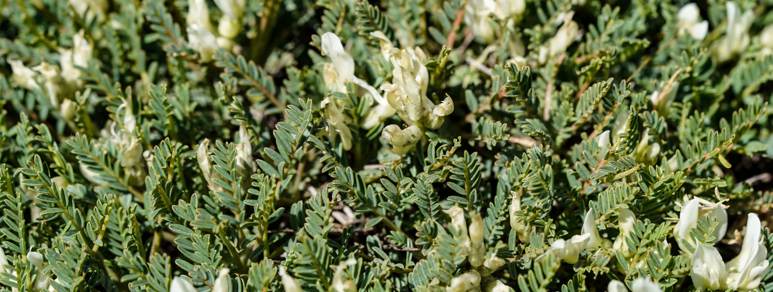 Astragalus angustifolius
