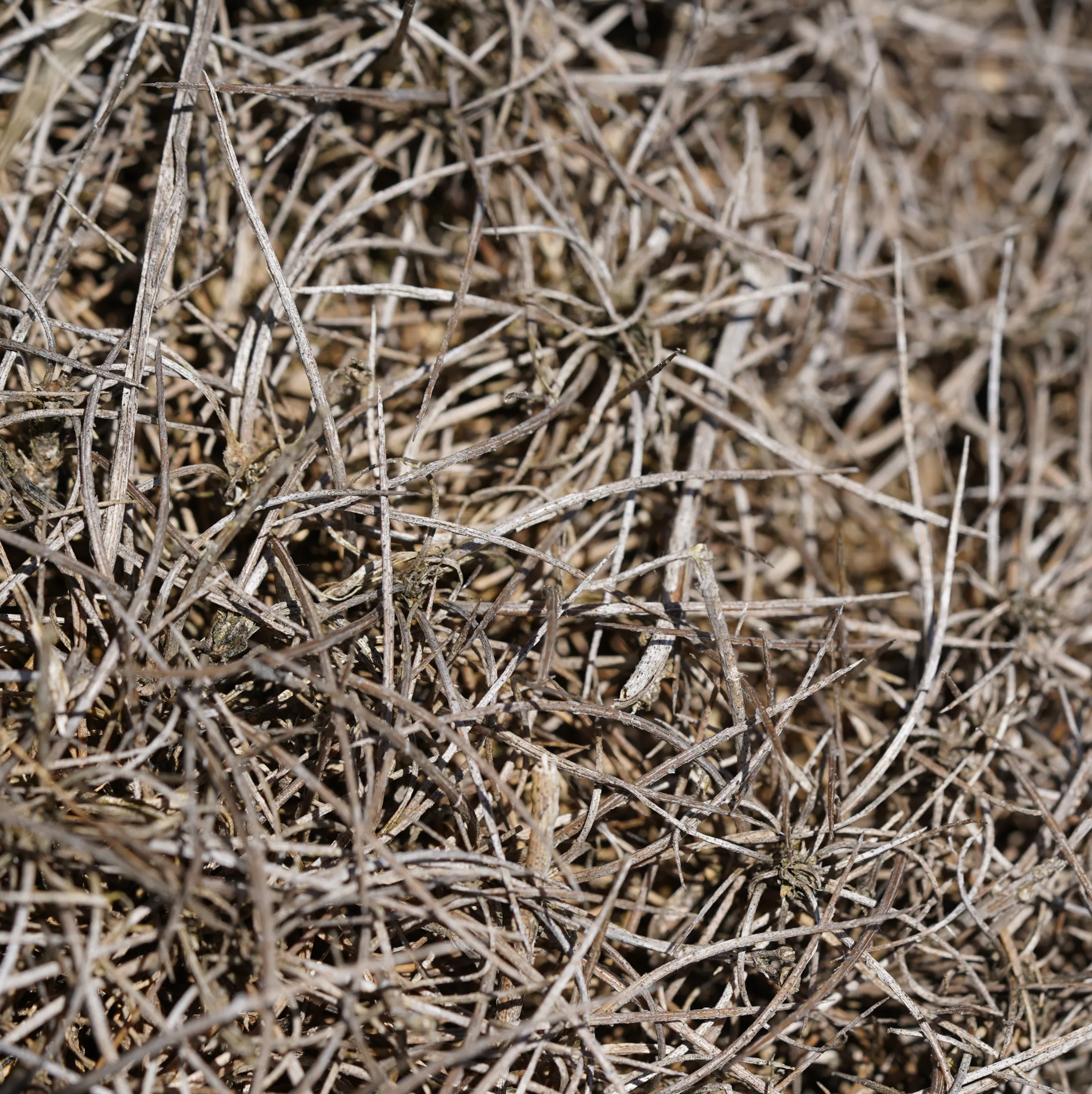 Astragalus angustifolius