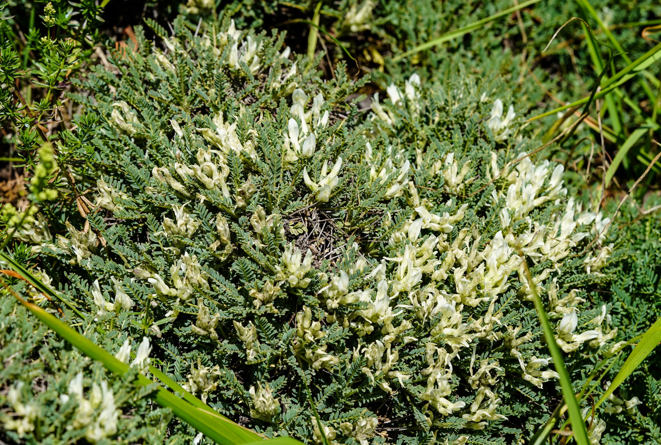 Astragalus angustifolius