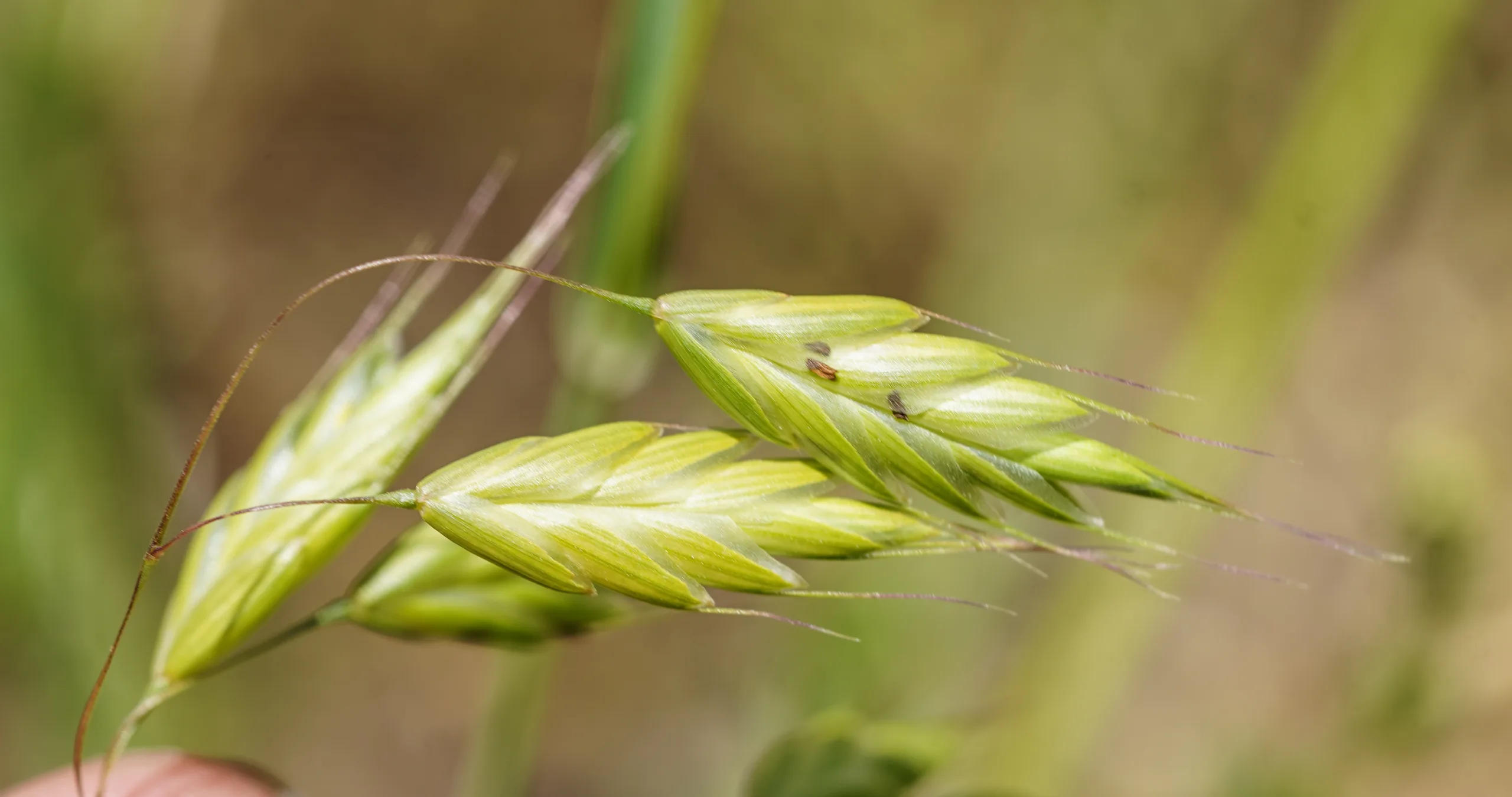 Bromus secalinus