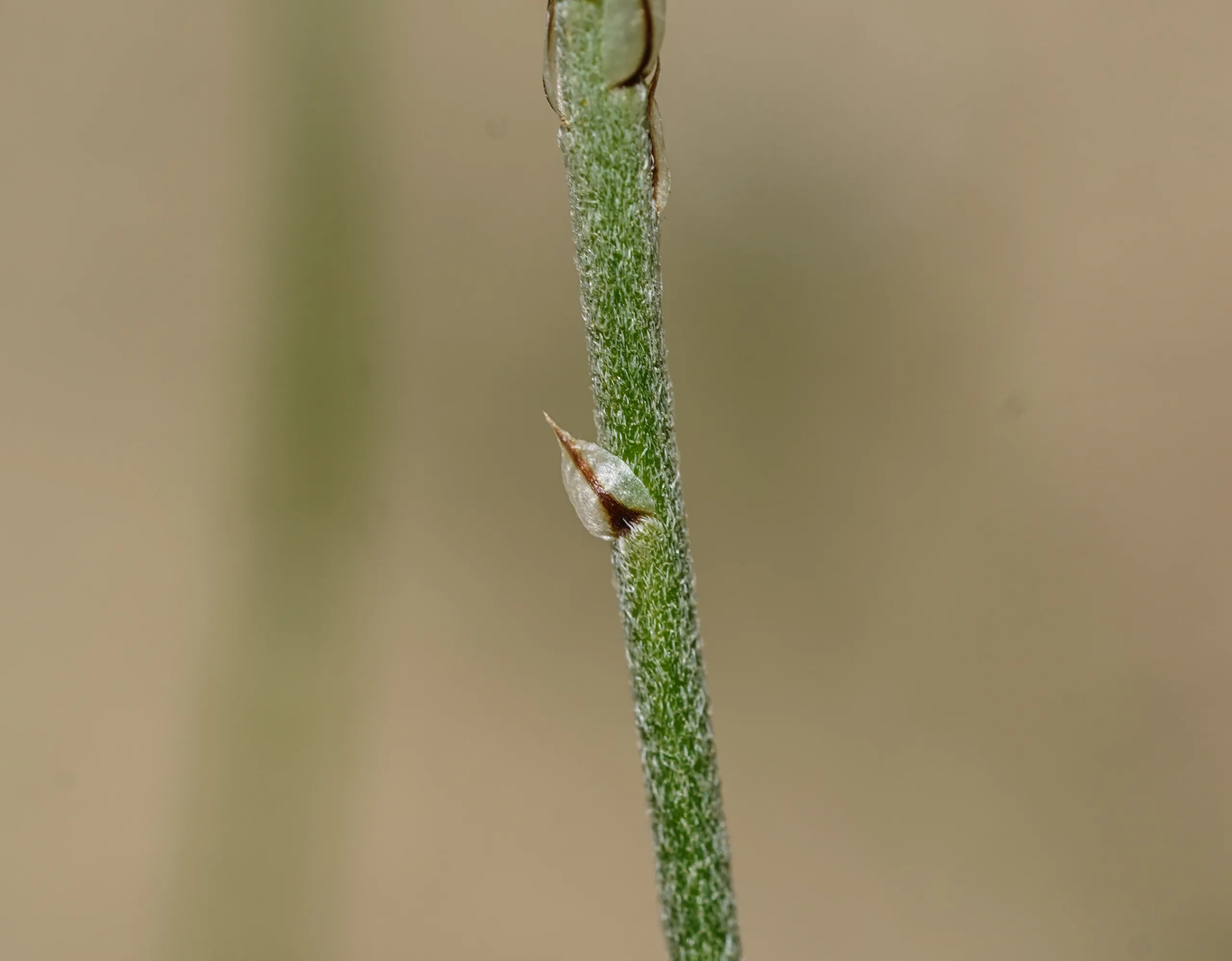 Catananche caerulea
