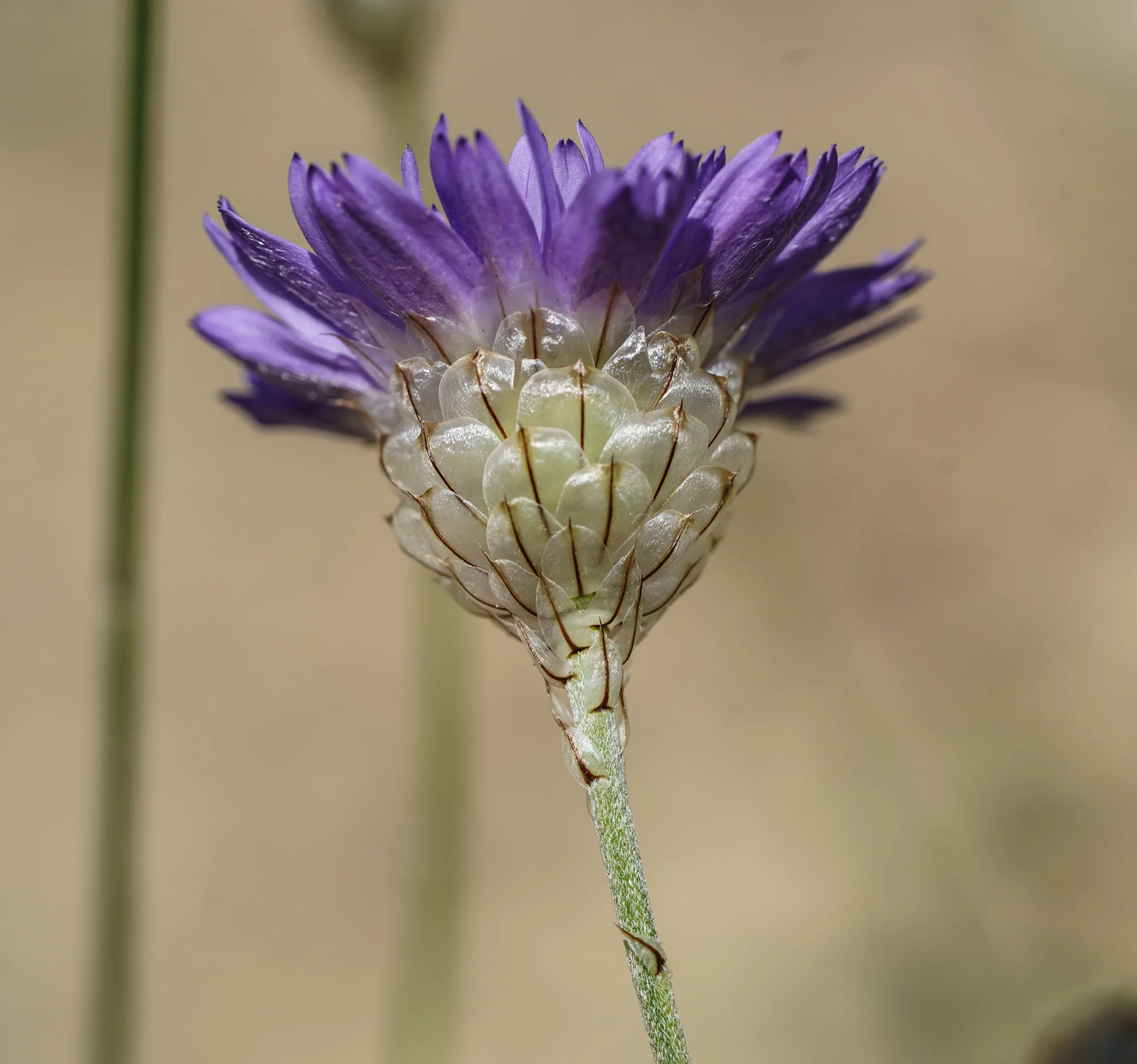 Catananche caerulea