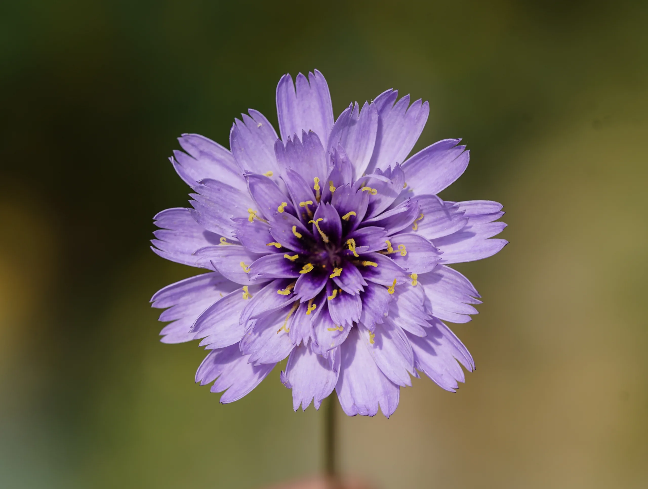 Catananche caerulea