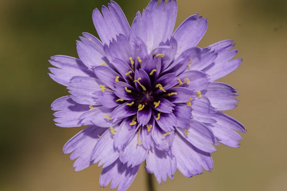 Catananche caerulea