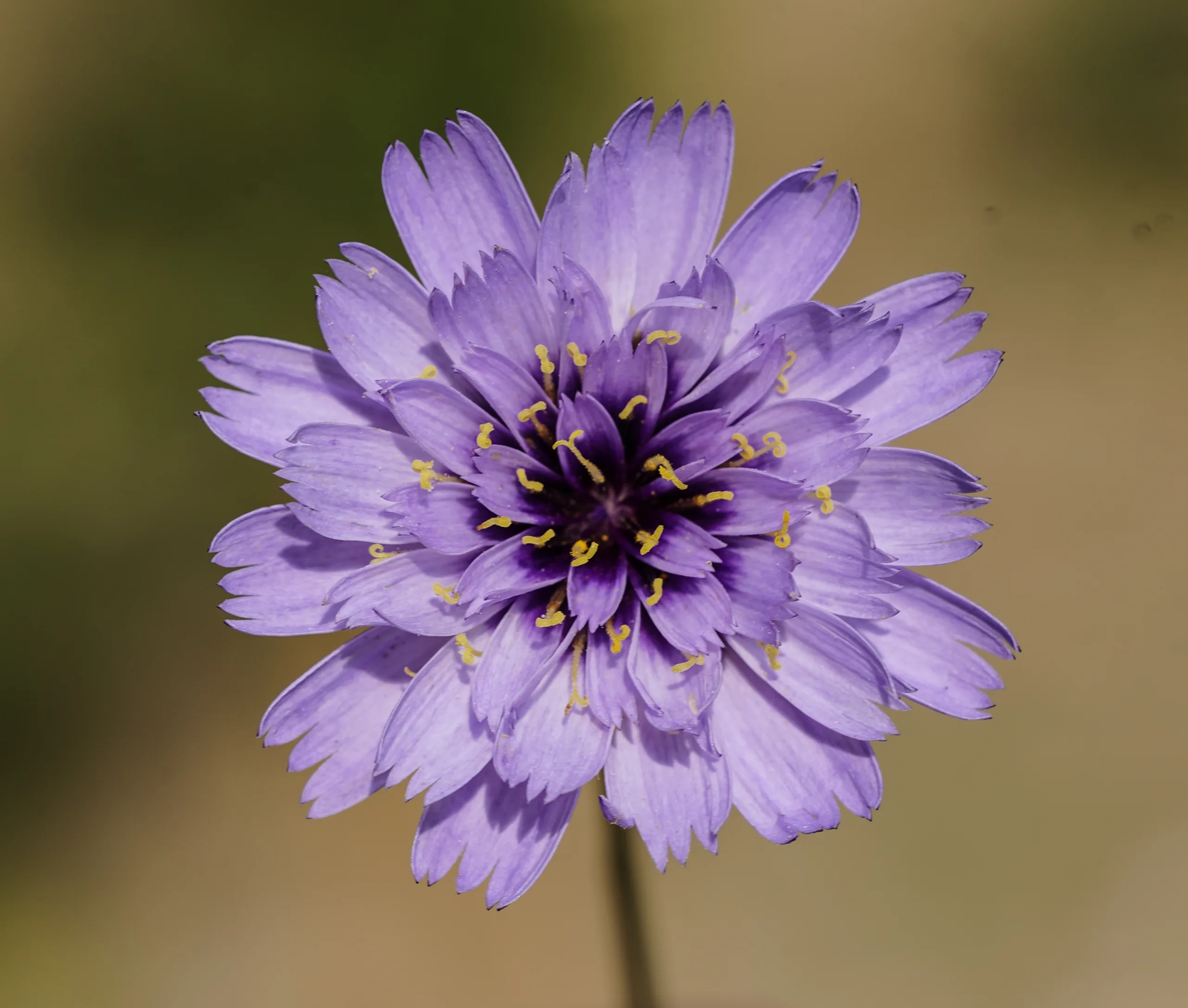 Catananche caerulea (Aşk oku)