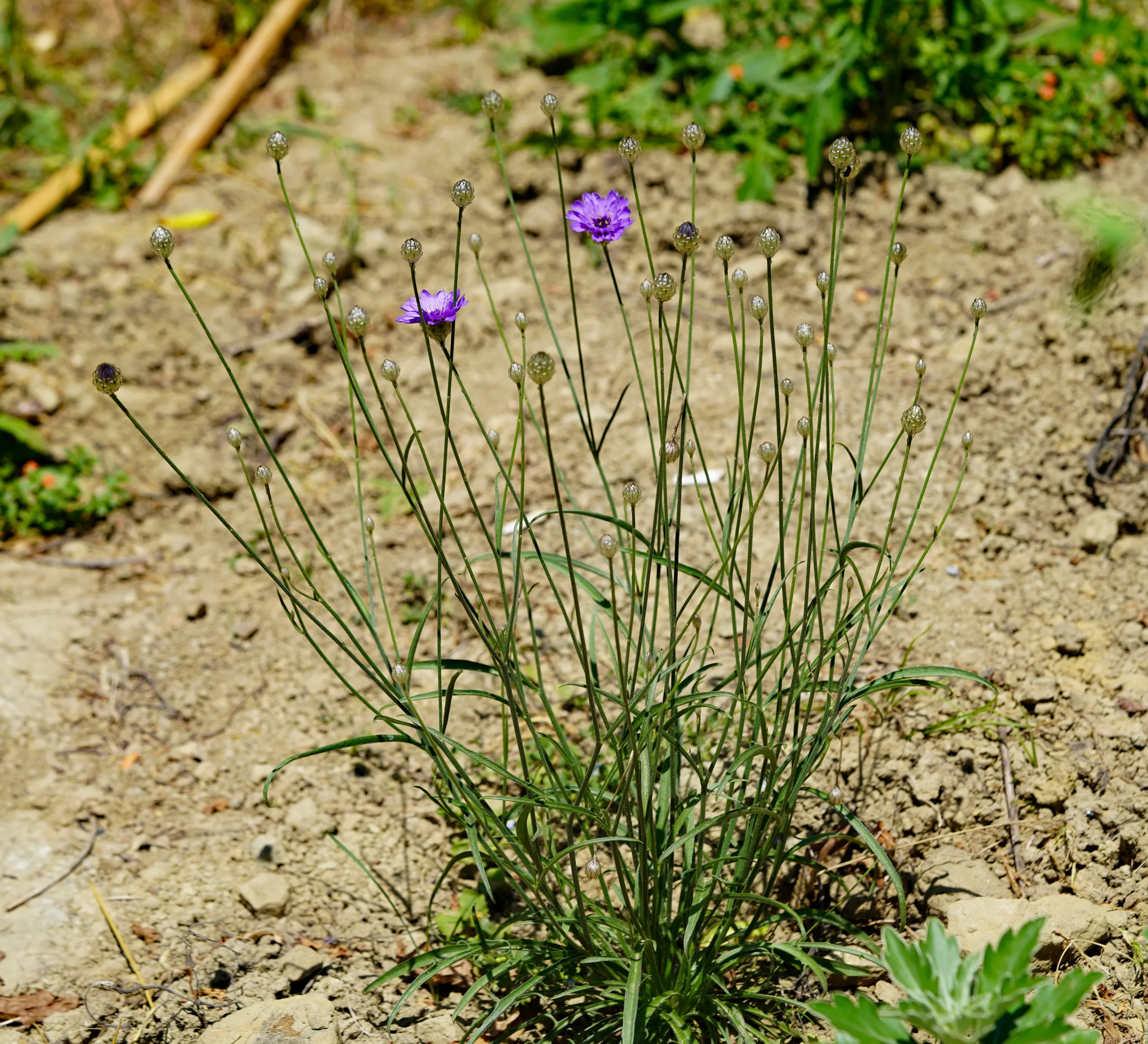 Catananche caerulea