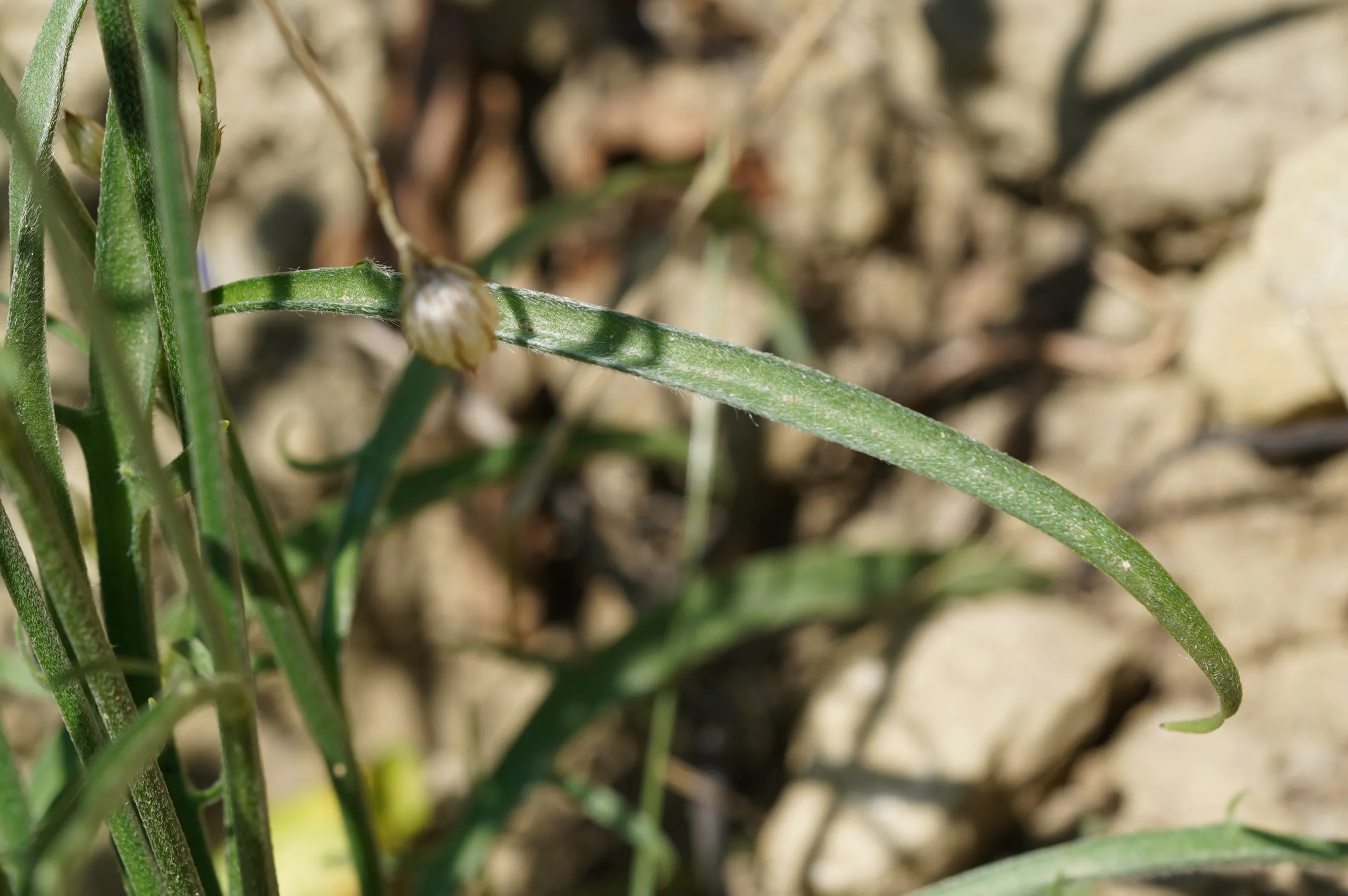 Catananche caerulea