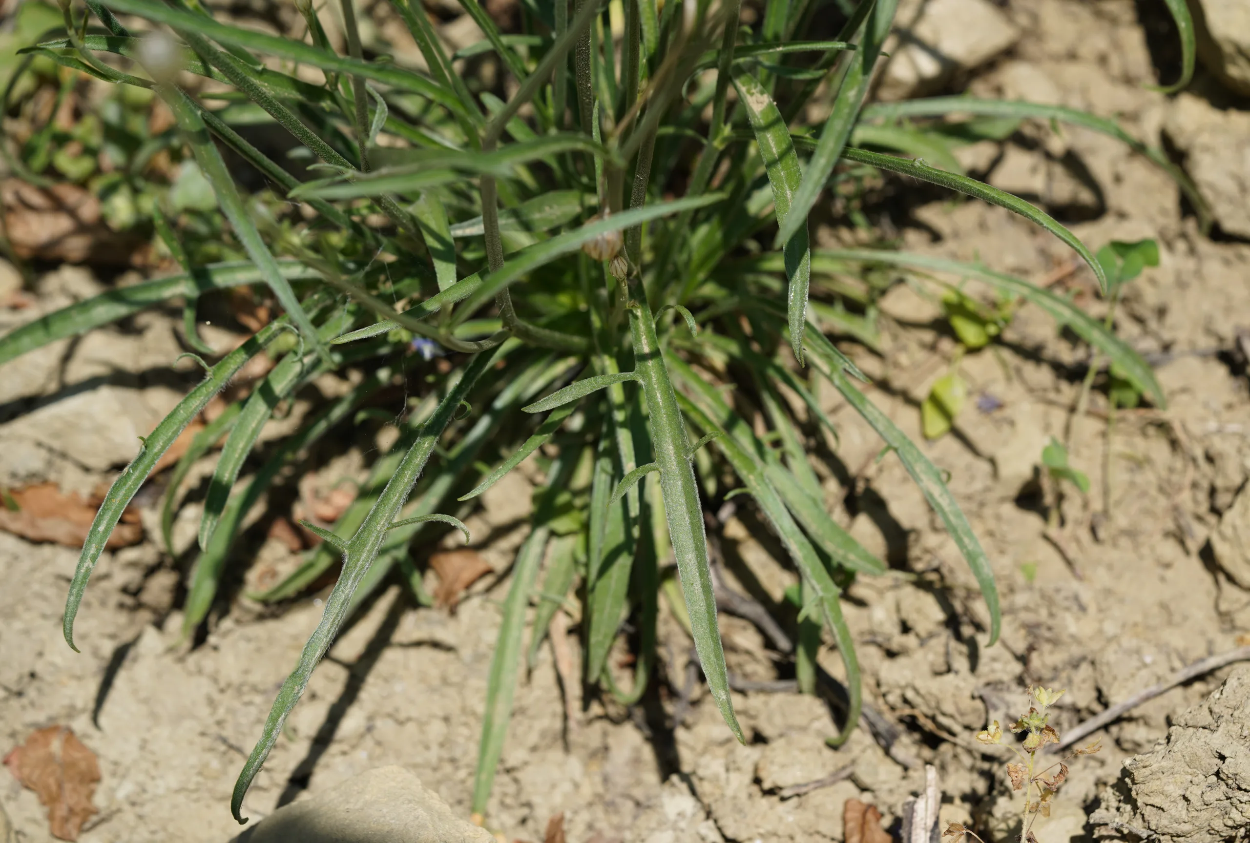 Catananche caerulea