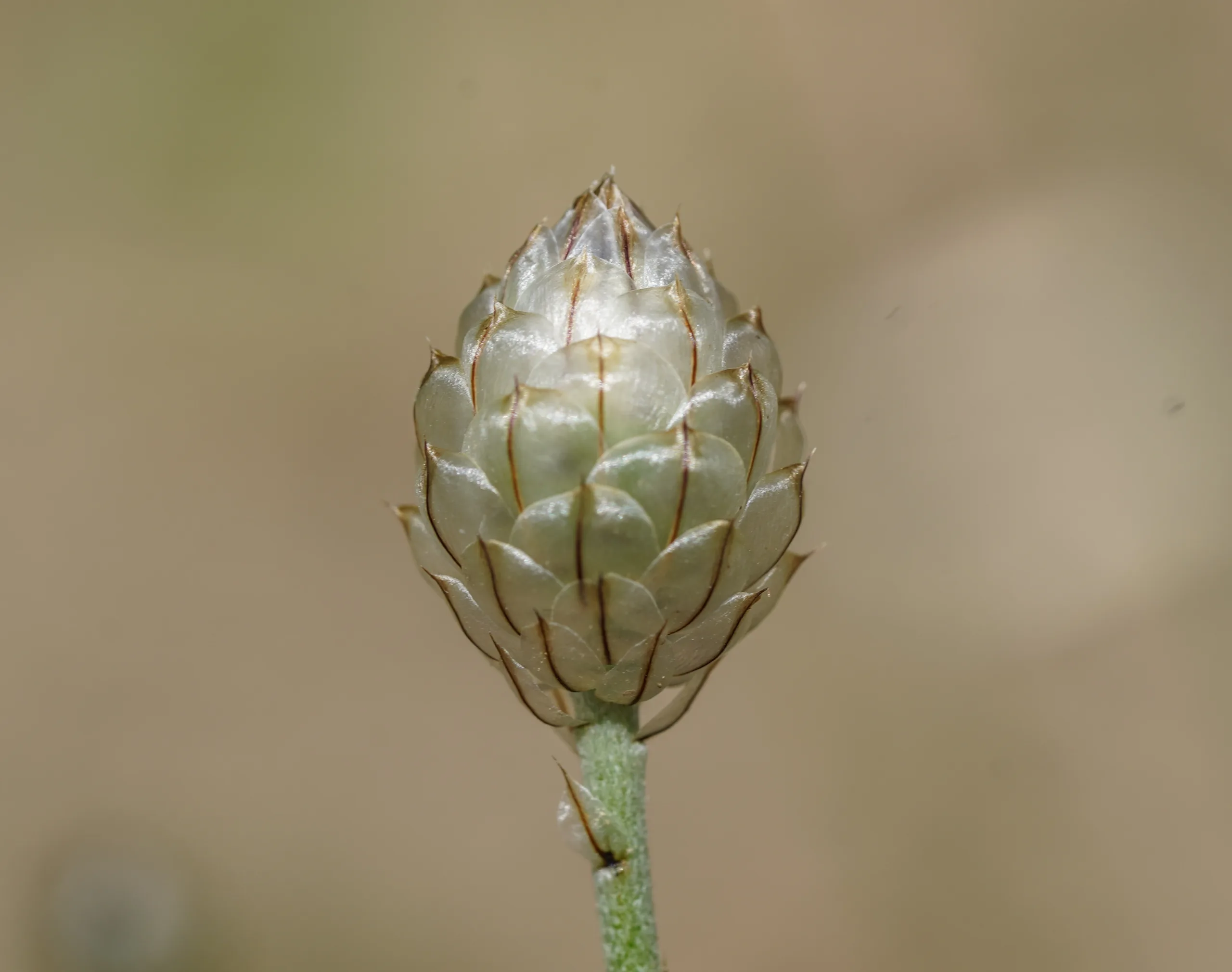 Catananche caerulea
