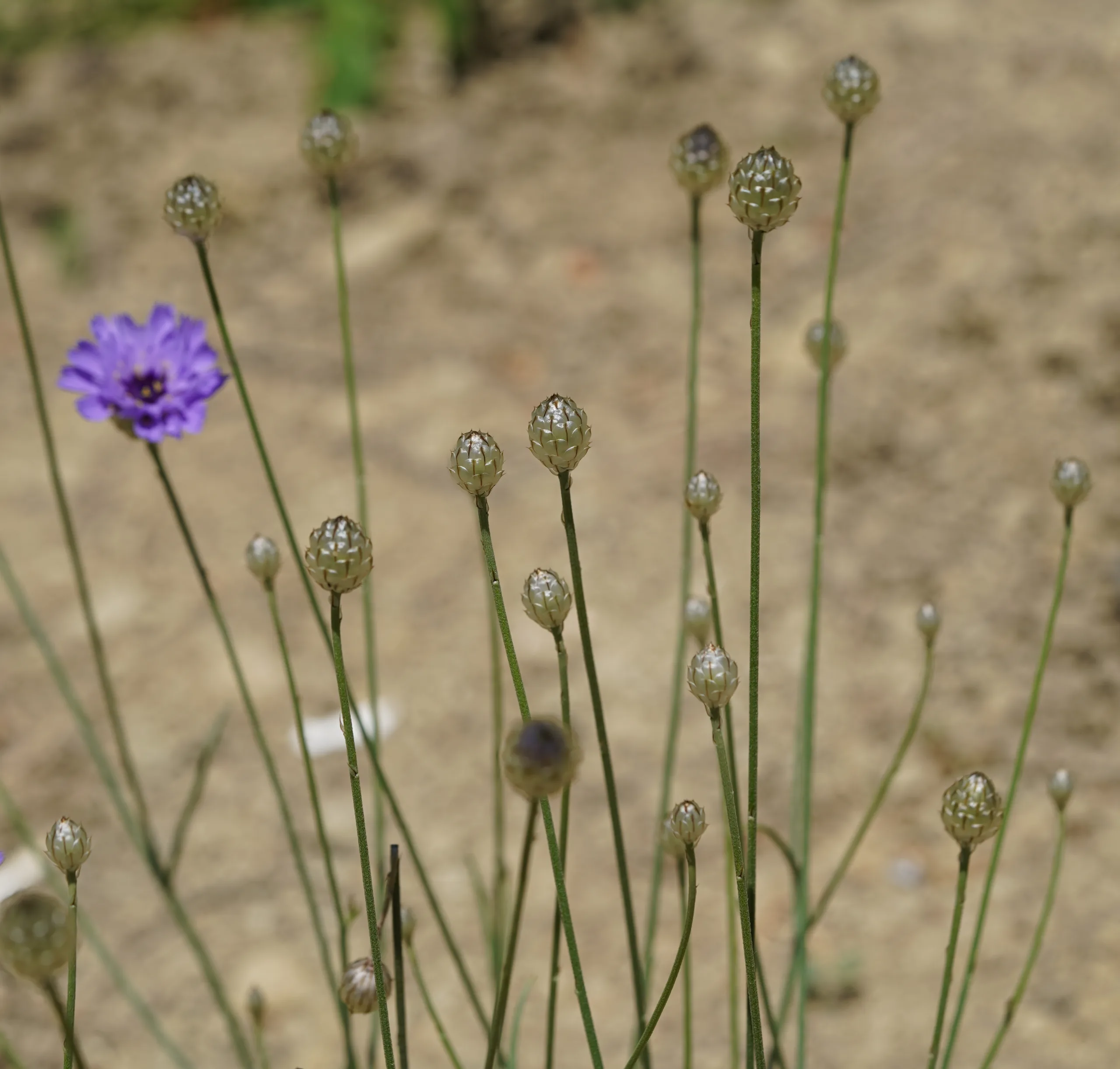 Catananche caerulea