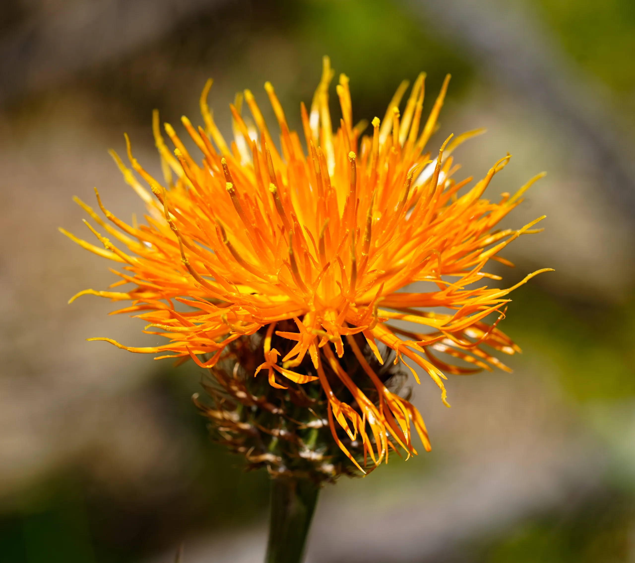 Centaurea hermannii