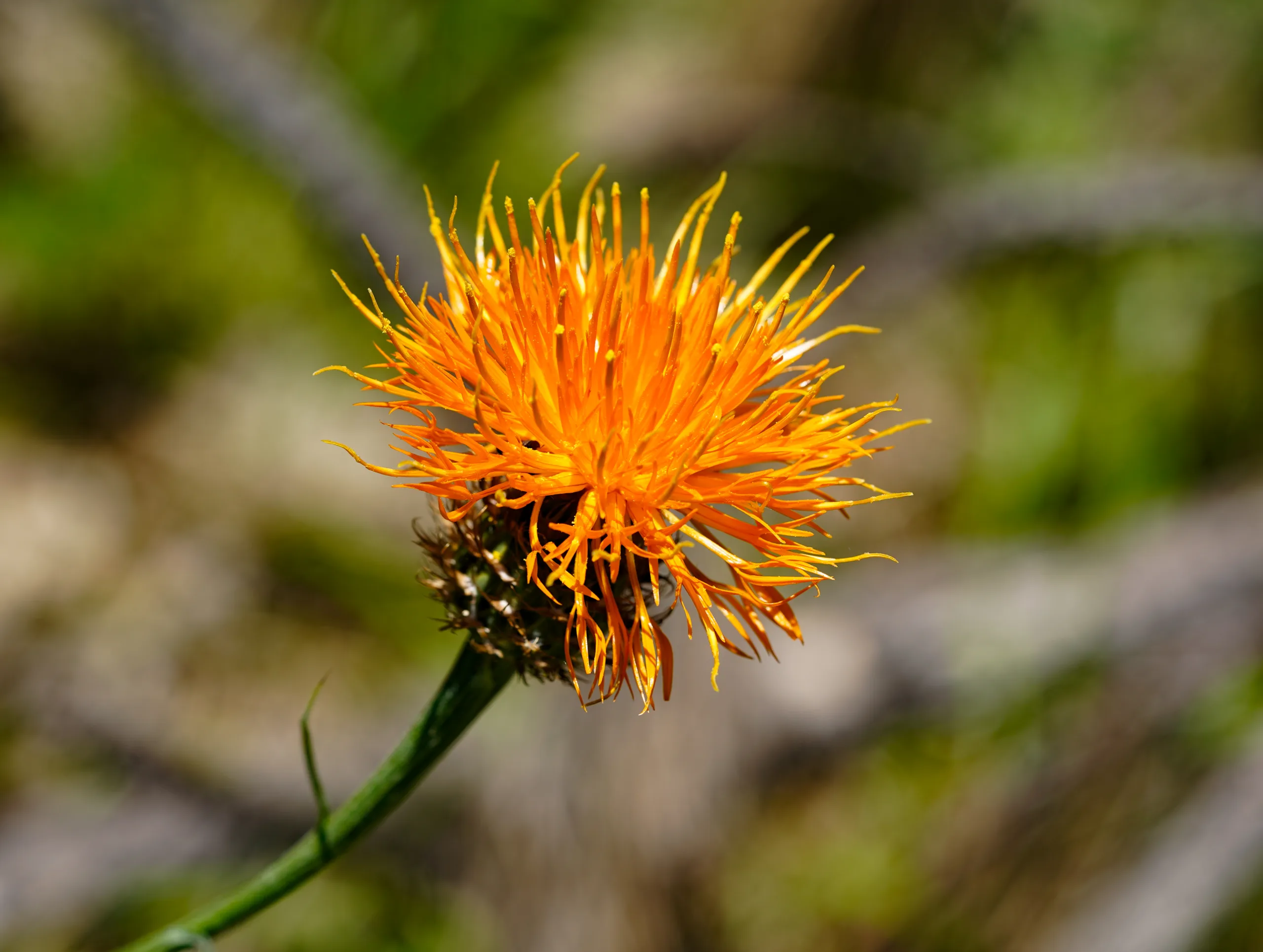 Centaurea hermannii