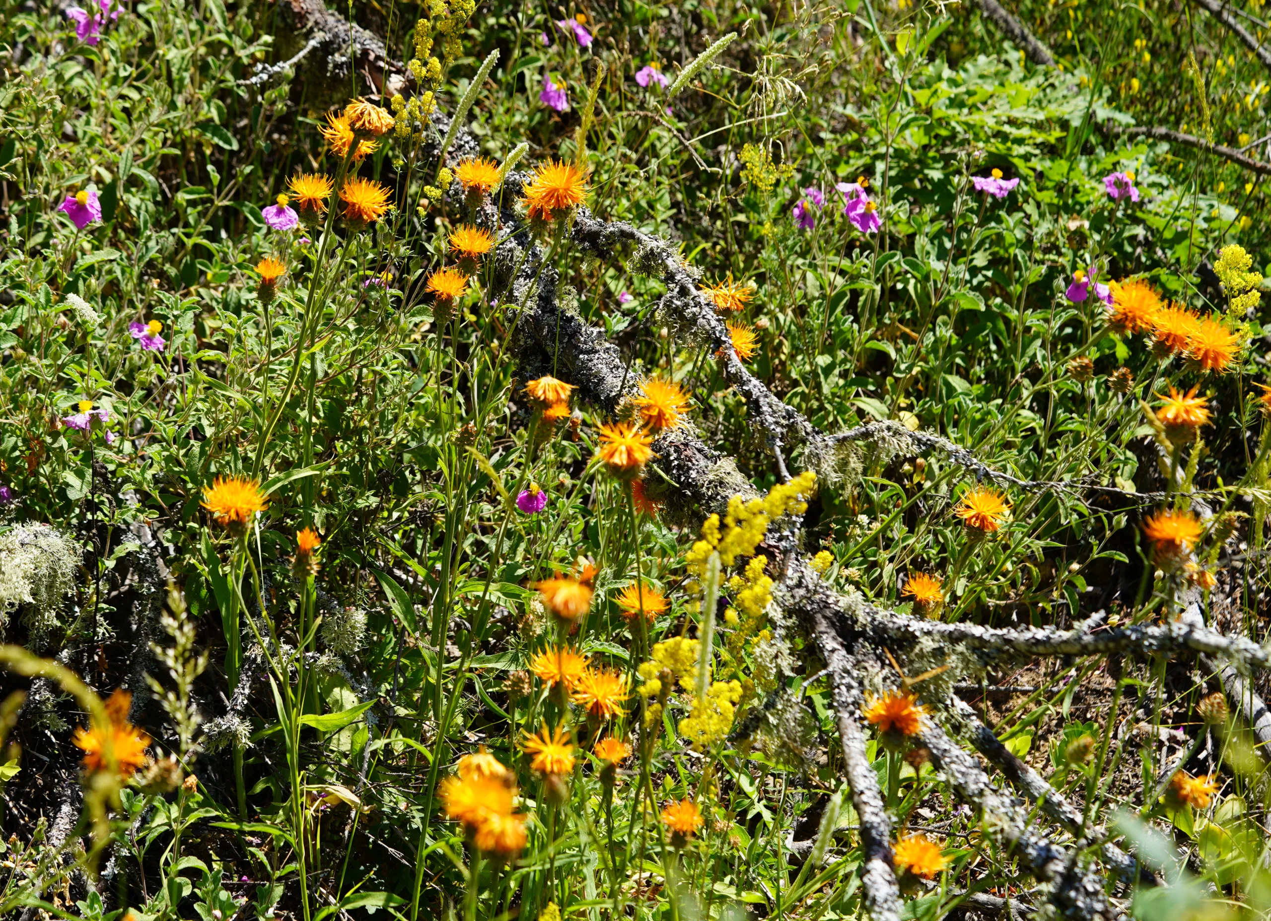 Centaurea hermannii