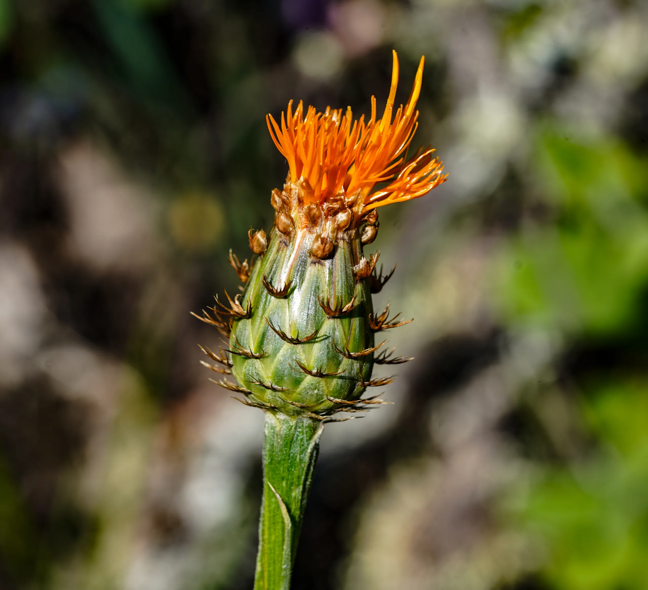 Centaurea hermannii