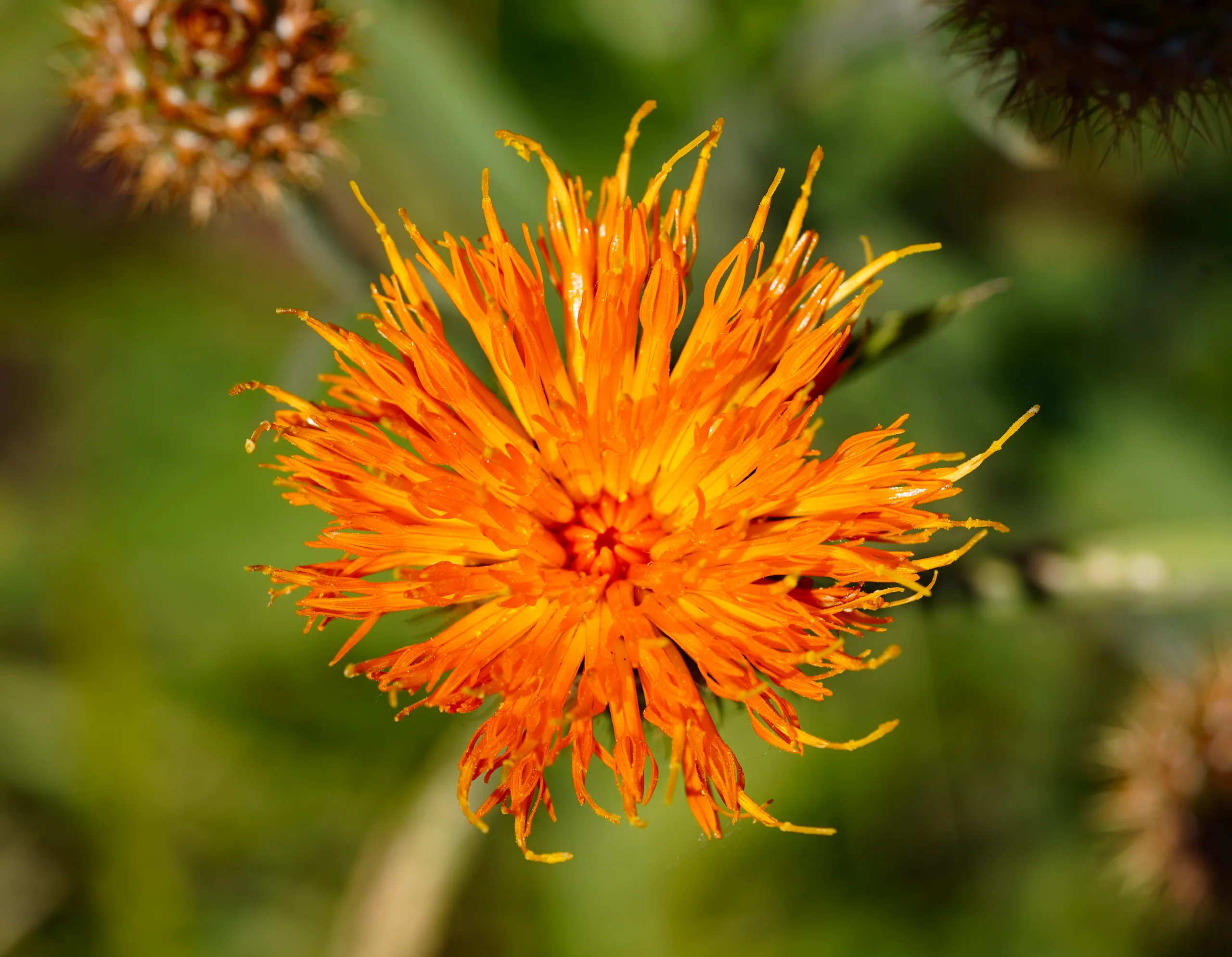 Centaurea hermannii