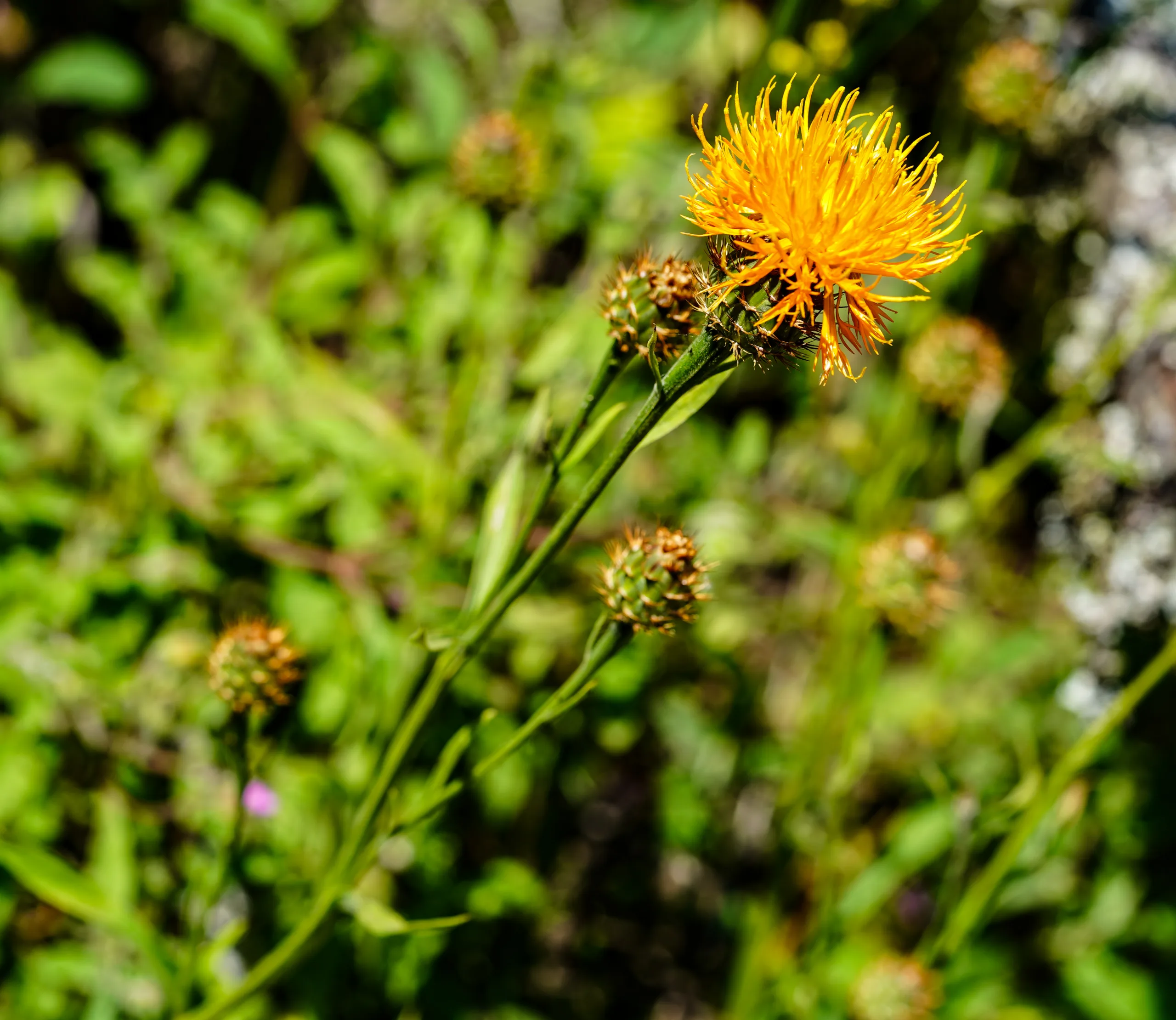 Centaurea hermannii