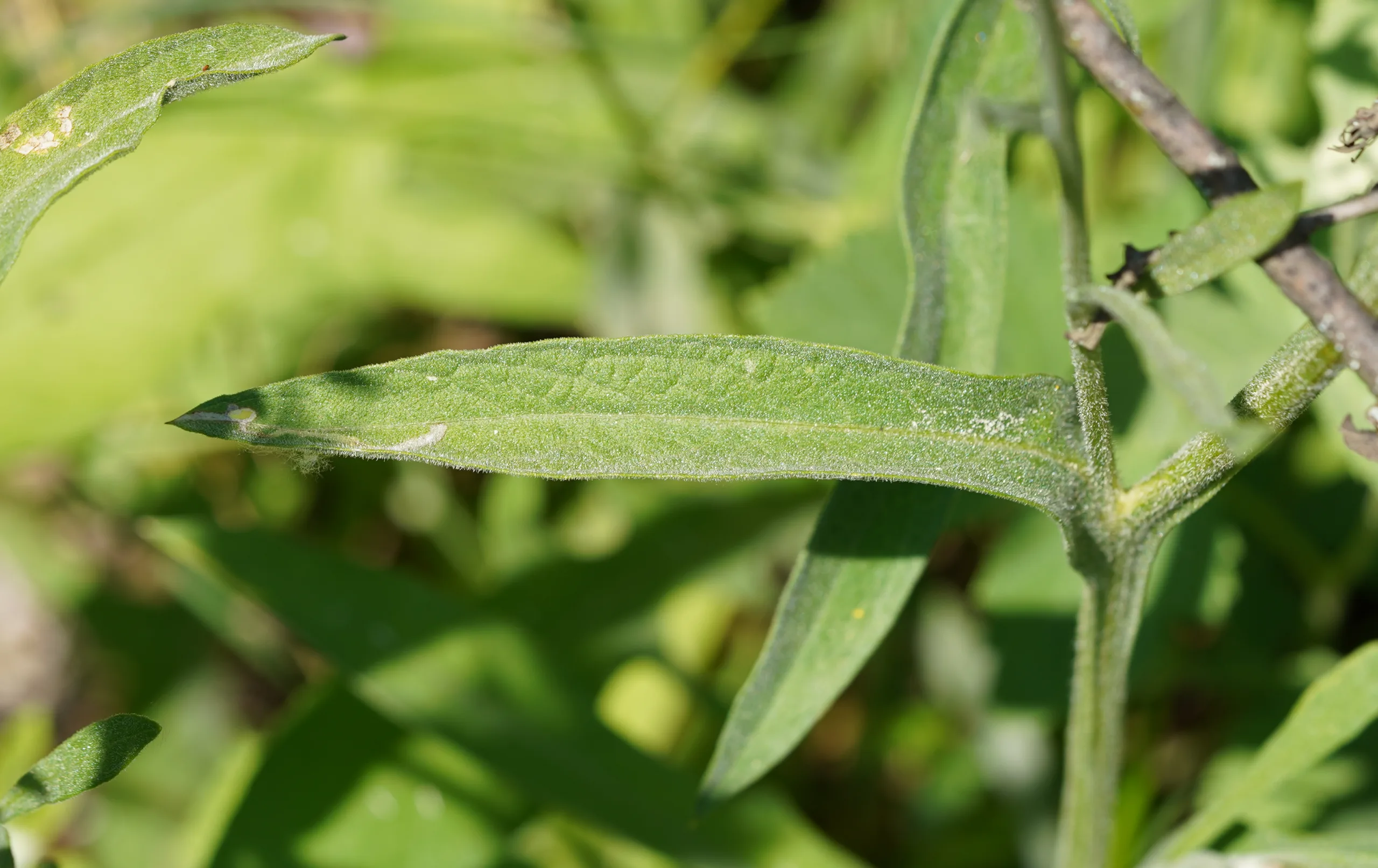 Centaurea hermannii