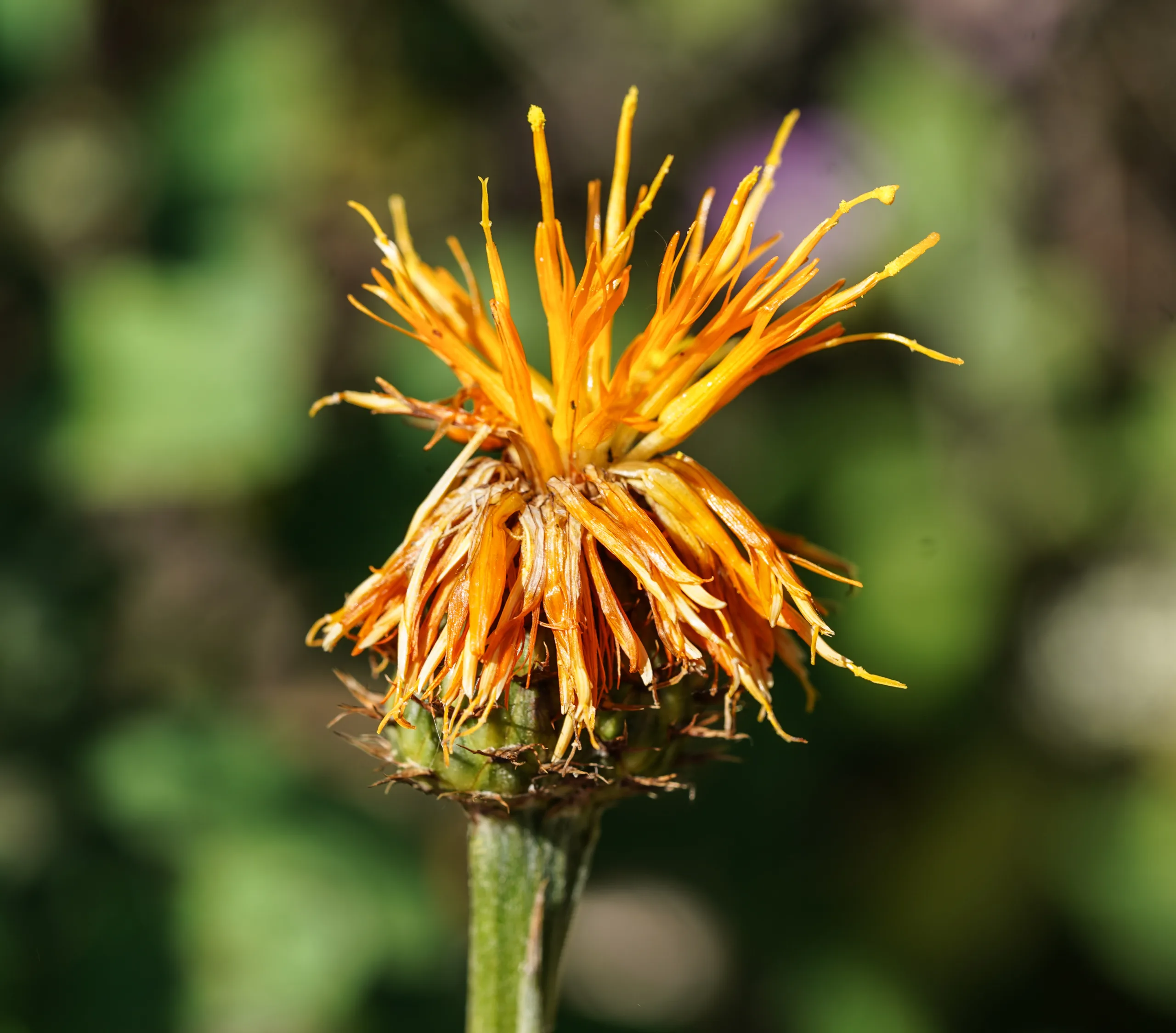 Centaurea hermannii