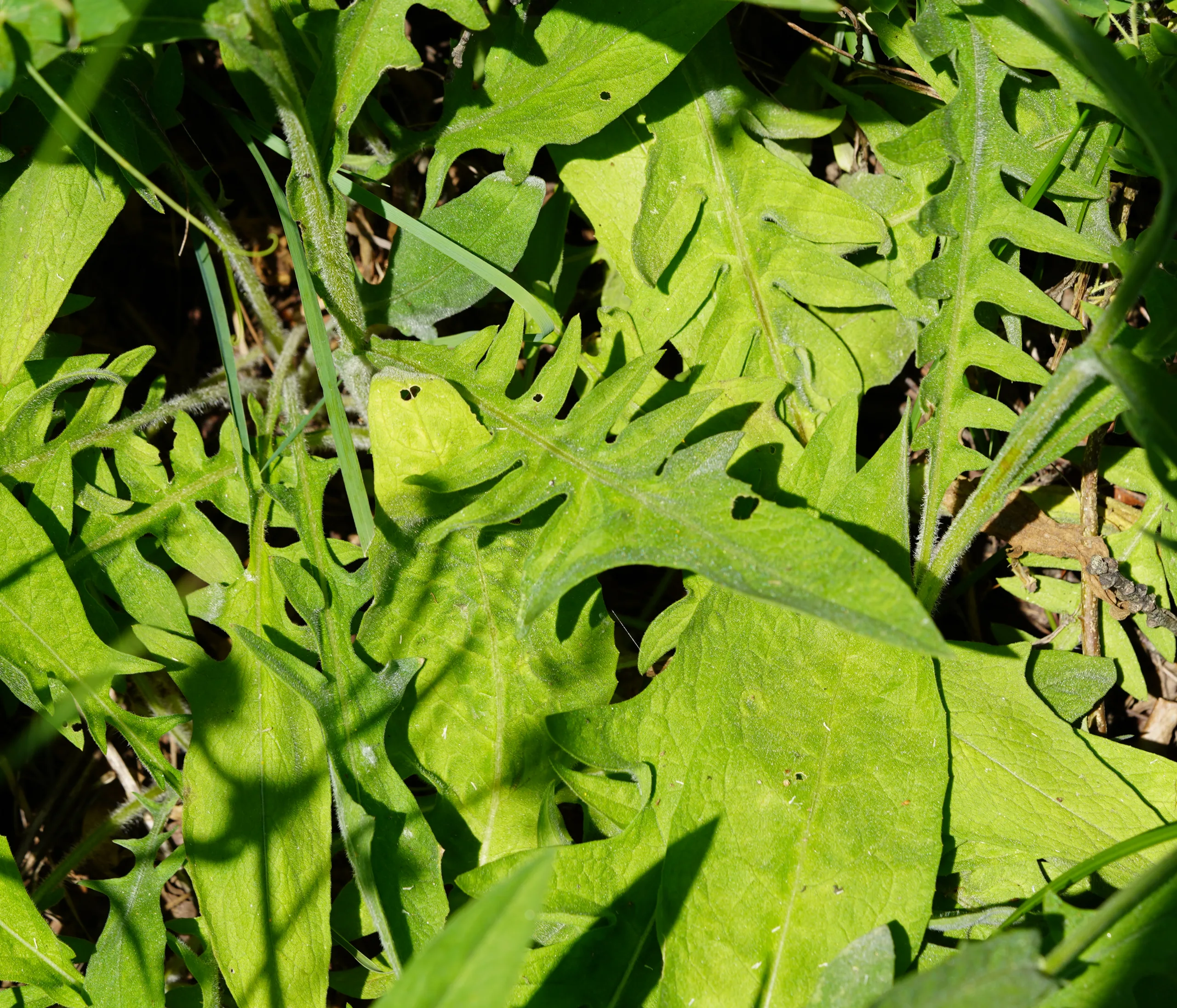 Centaurea hermannii