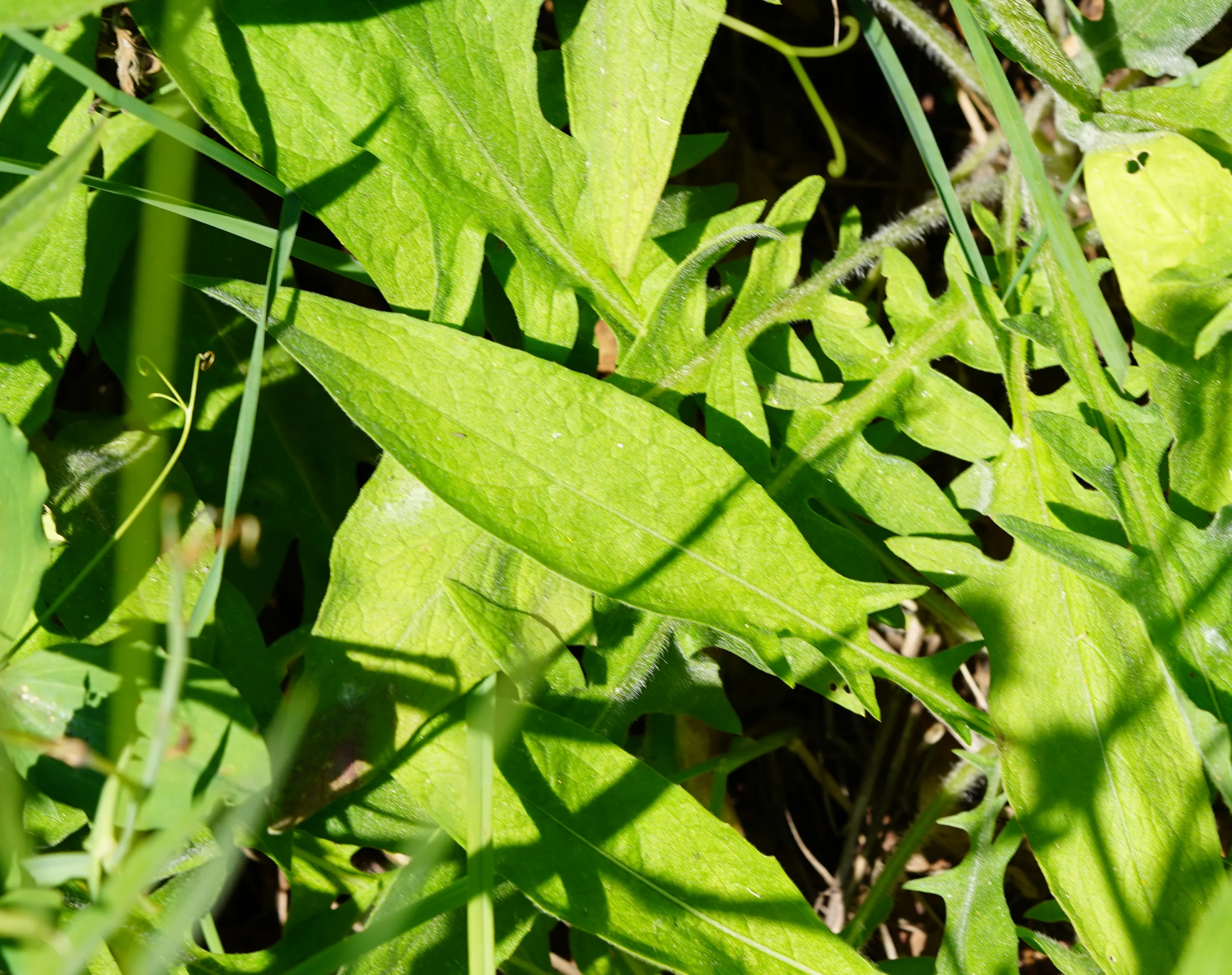 Centaurea hermannii