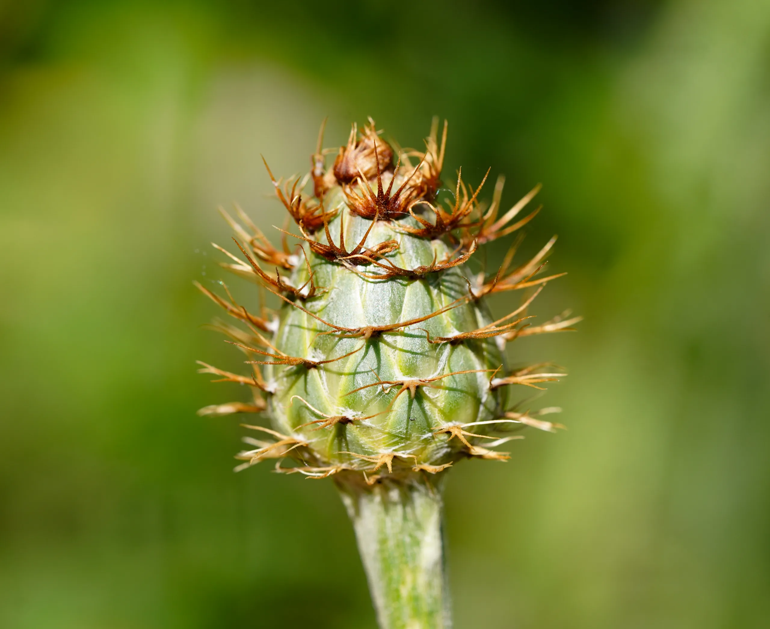 Centaurea hermannii