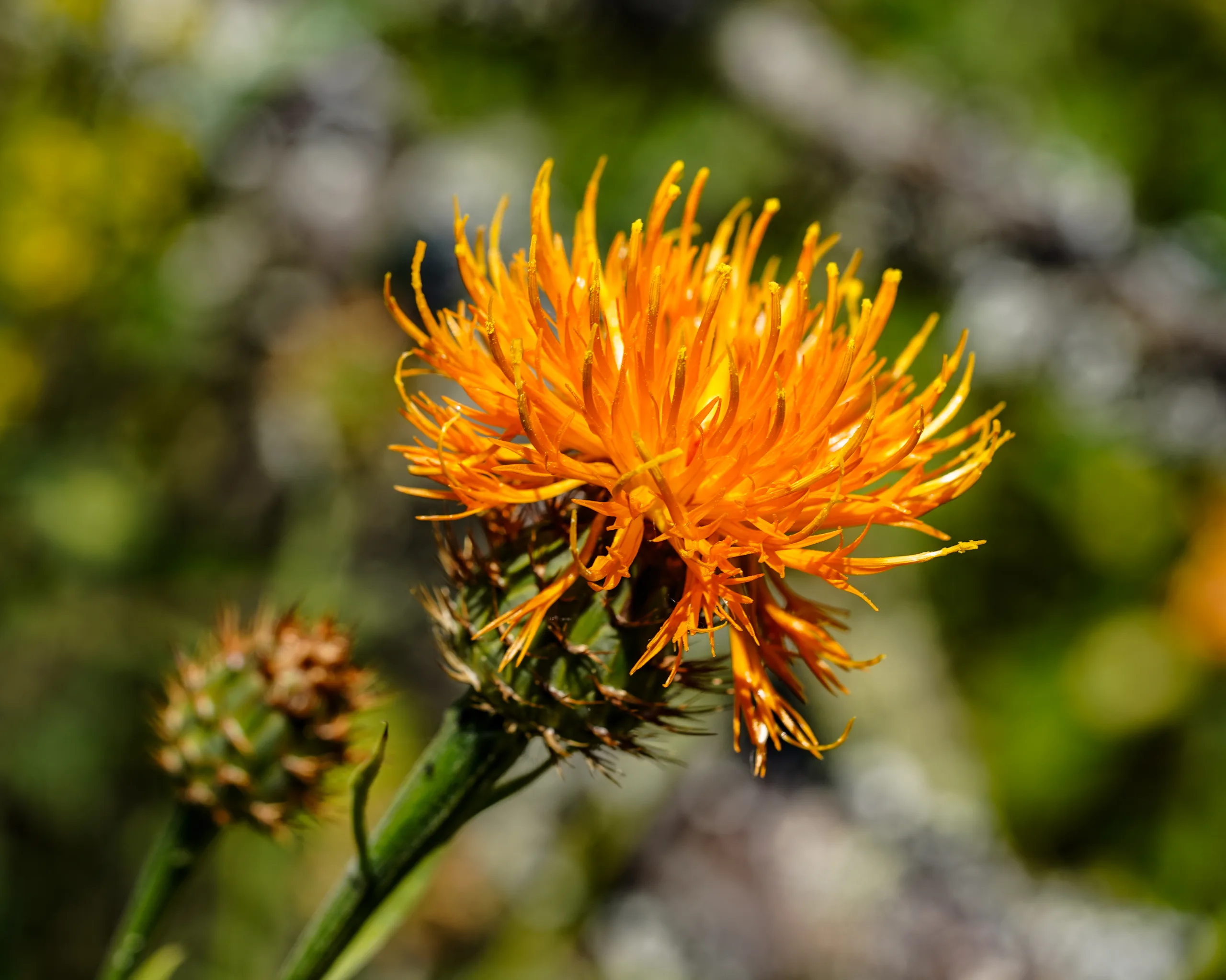 Centaurea hermannii