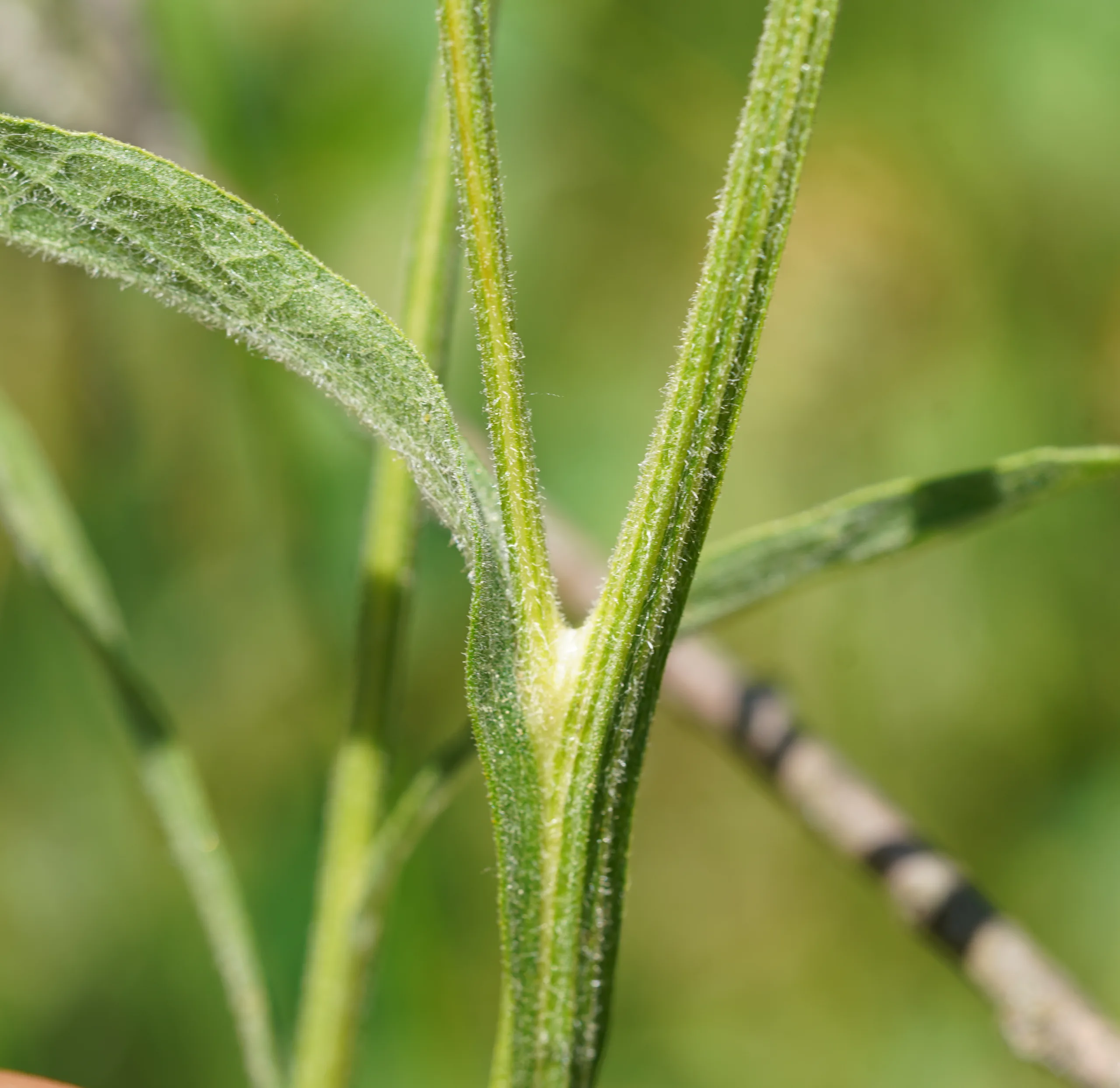 Centaurea hermannii