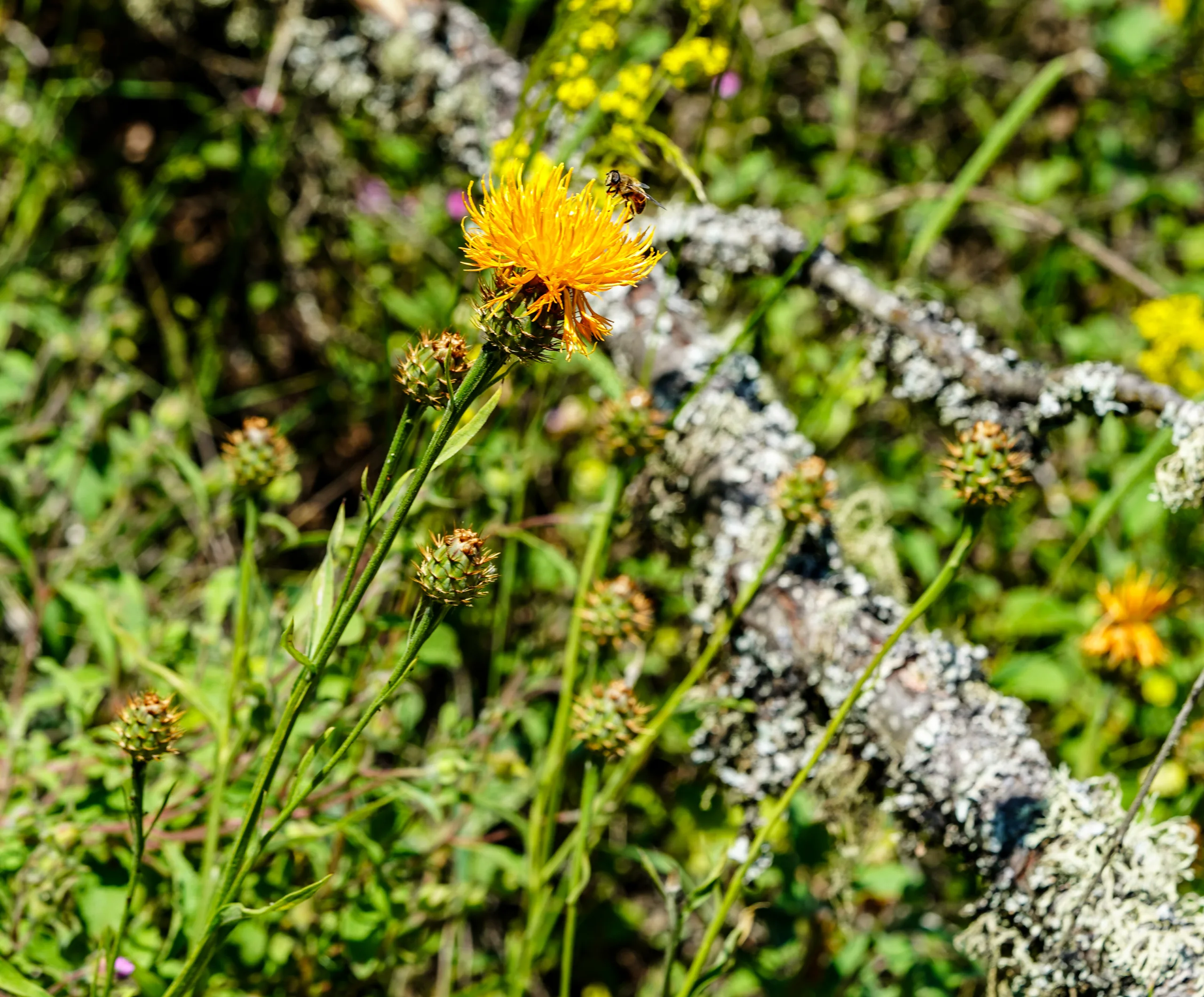 Centaurea hermannii