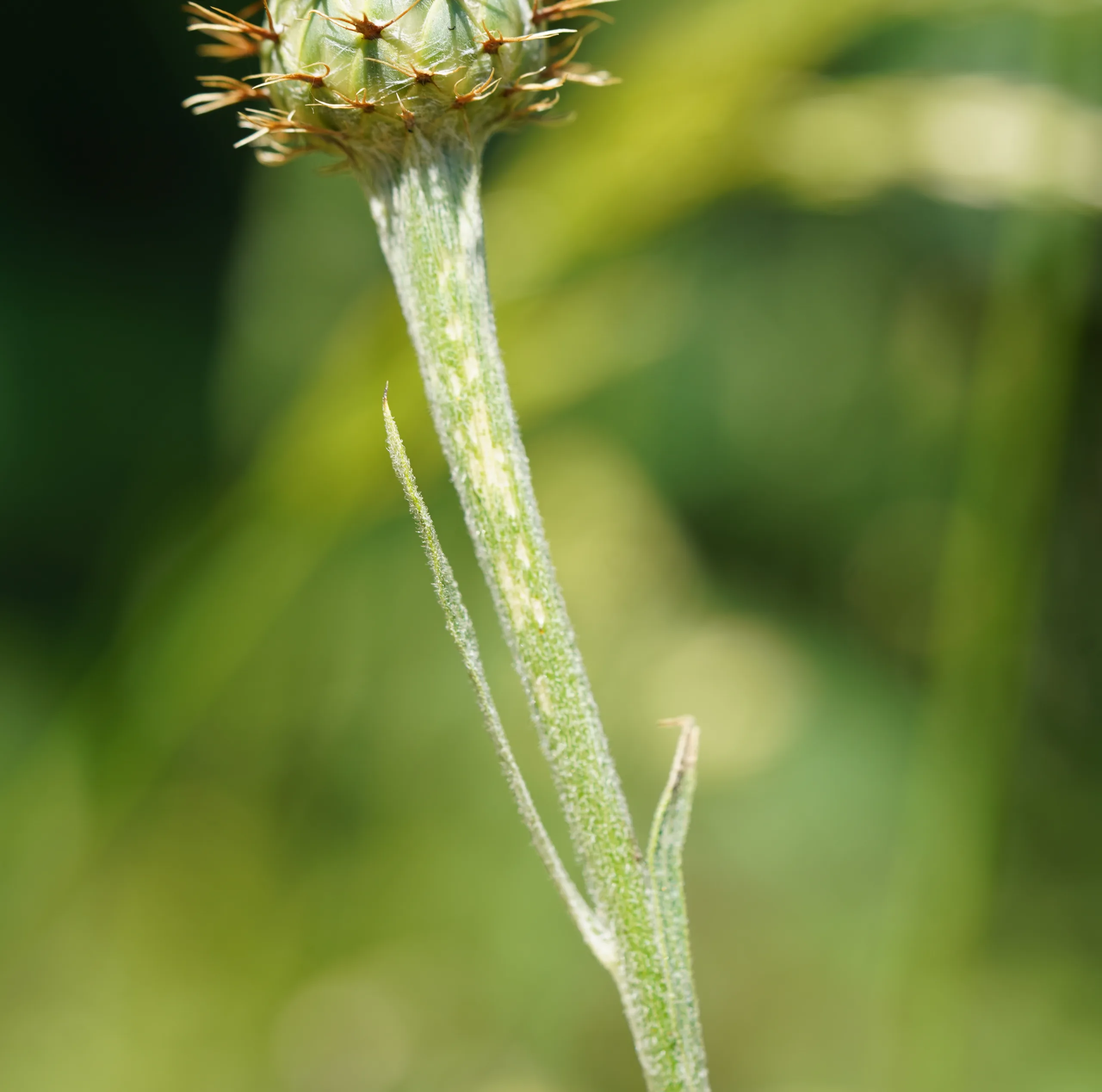 Centaurea hermannii