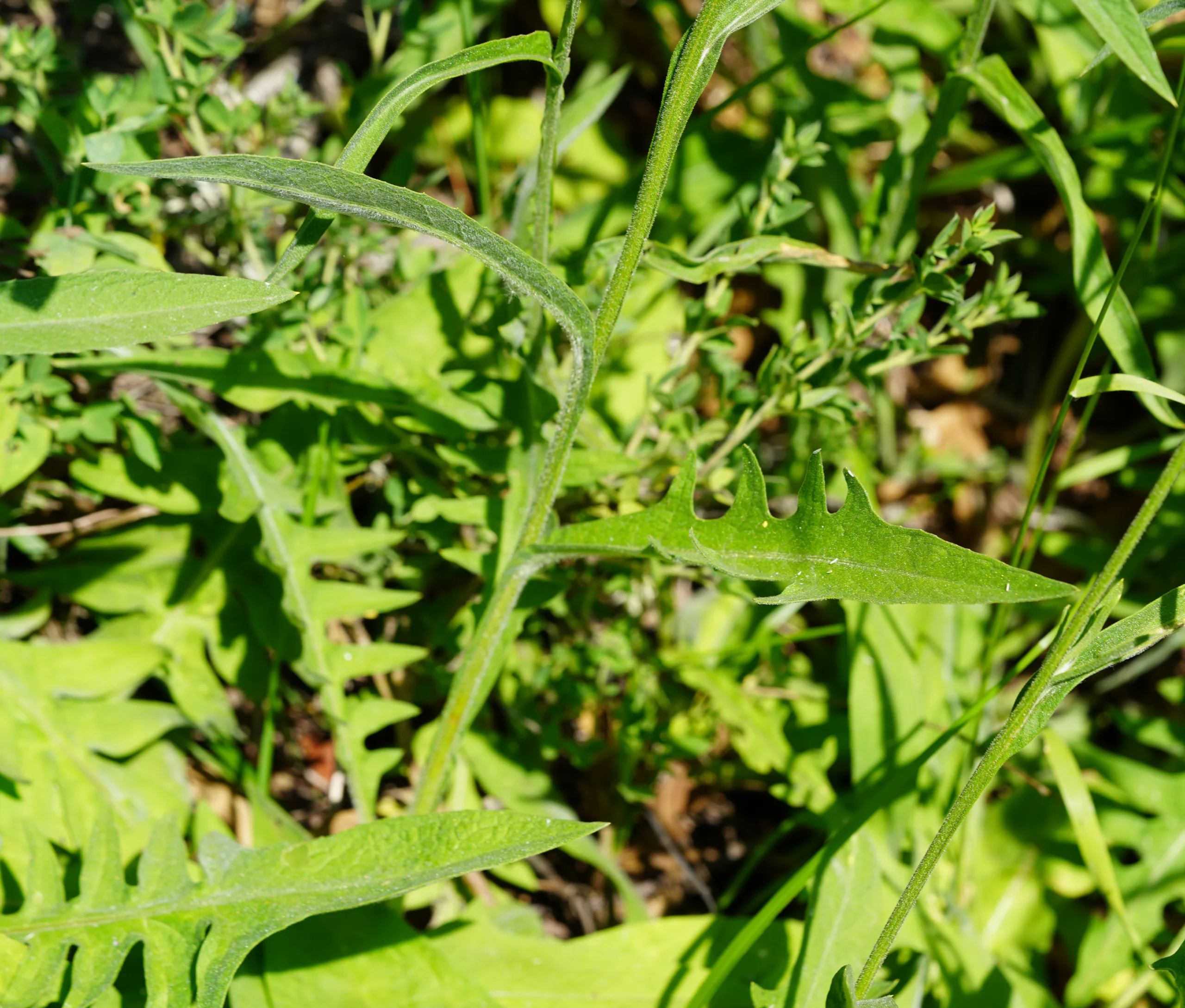 Centaurea hermannii