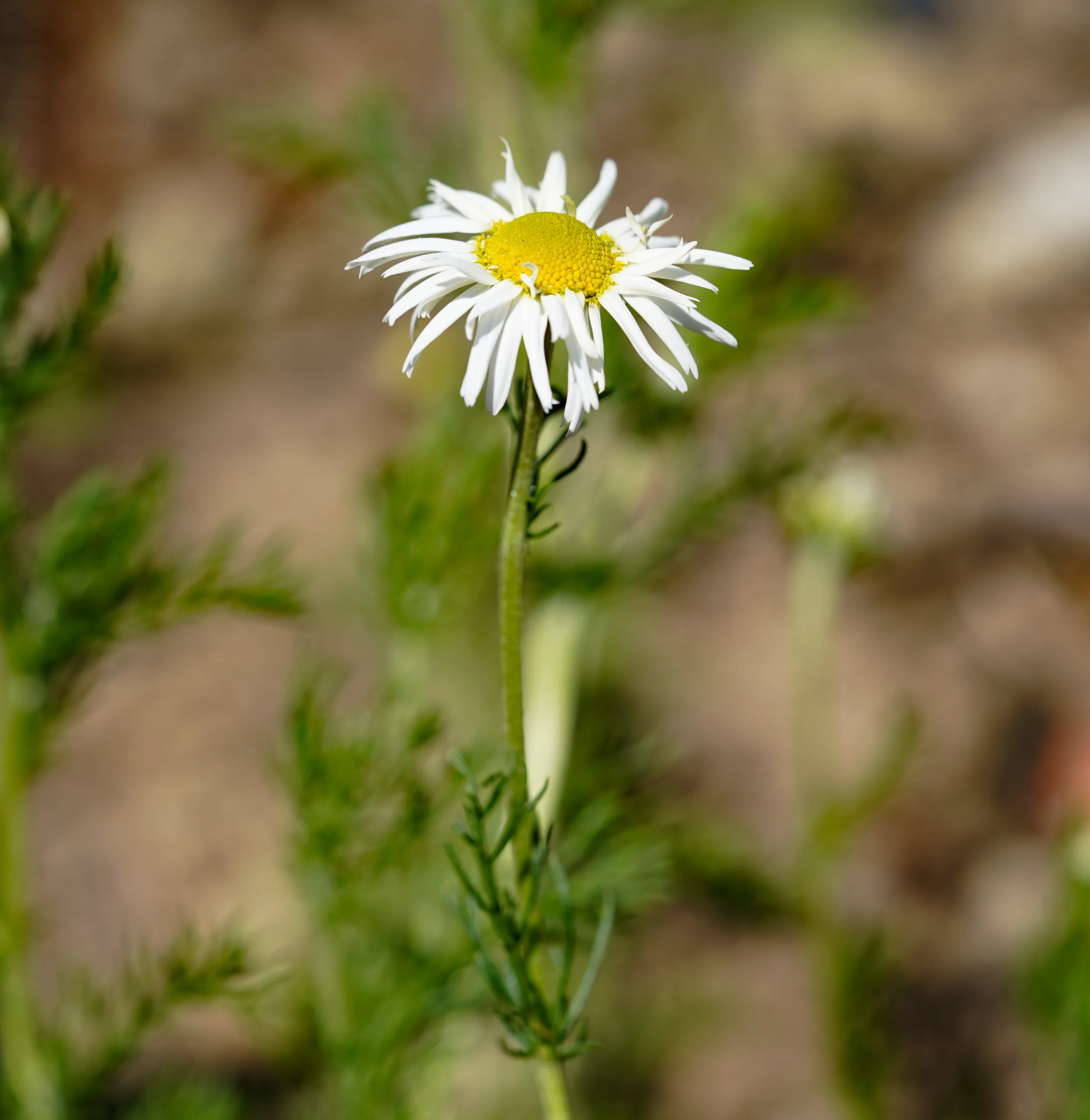 Chamaemelum nobile