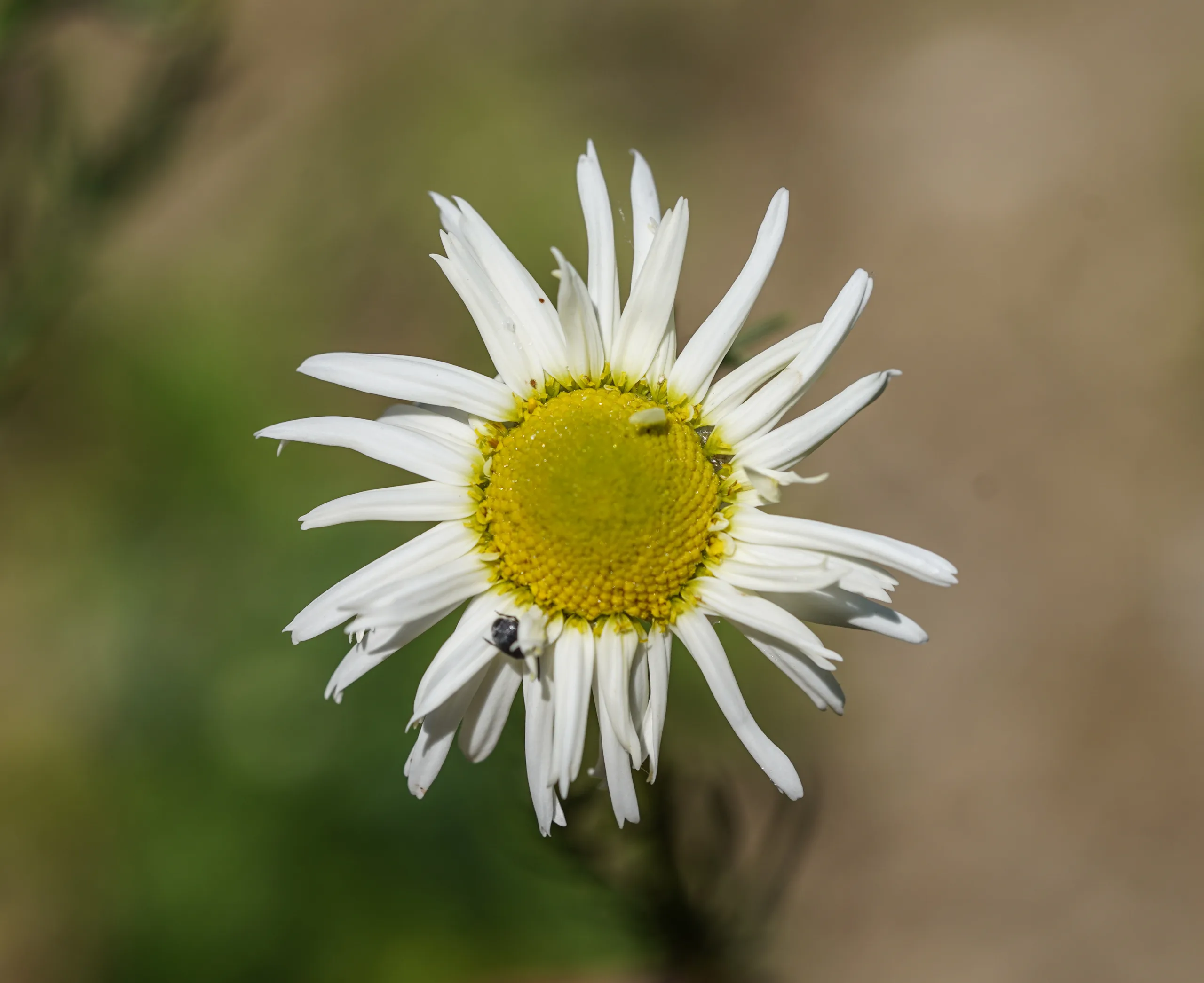 Chamaemelum nobile