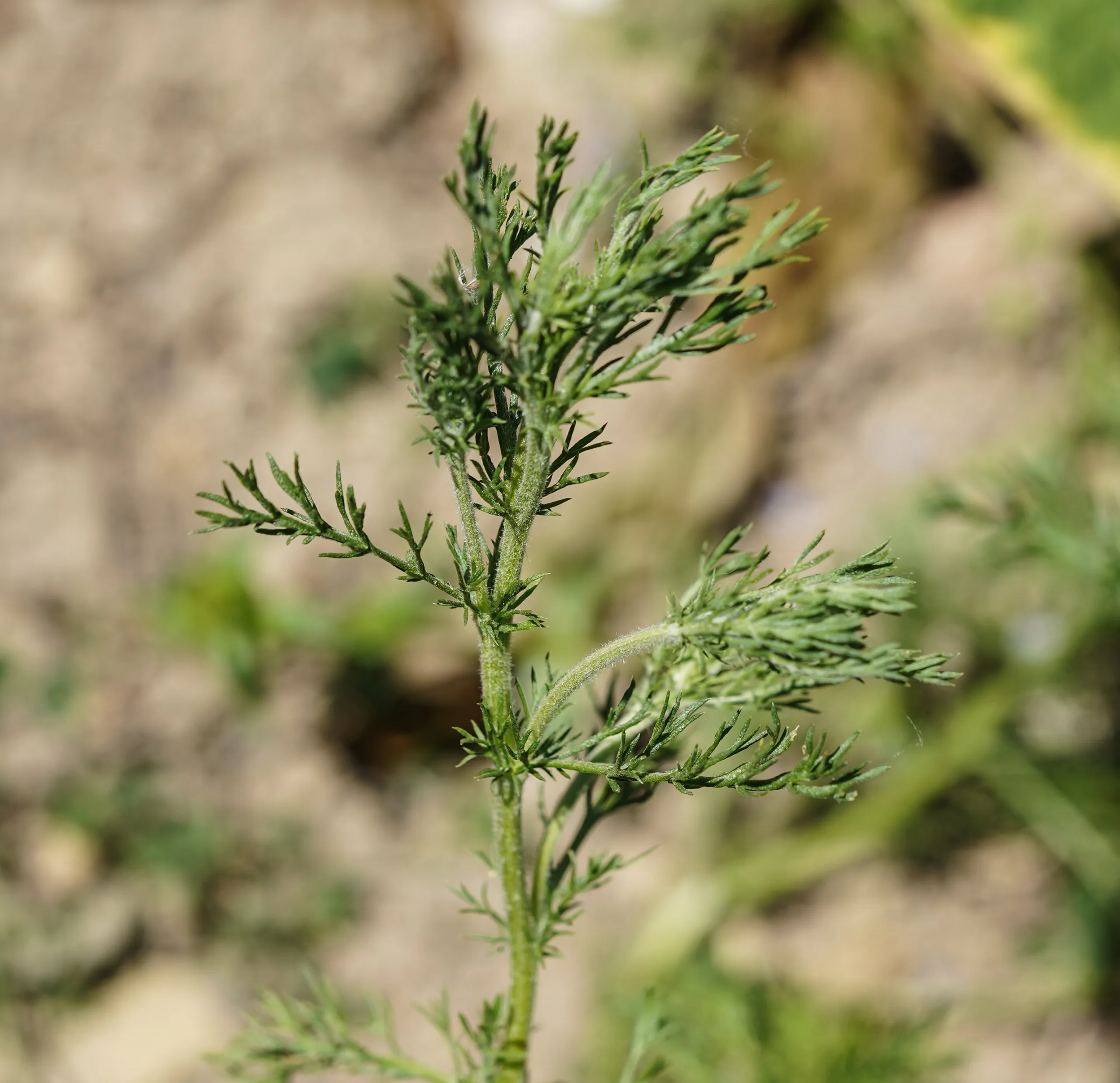 Chamaemelum nobile