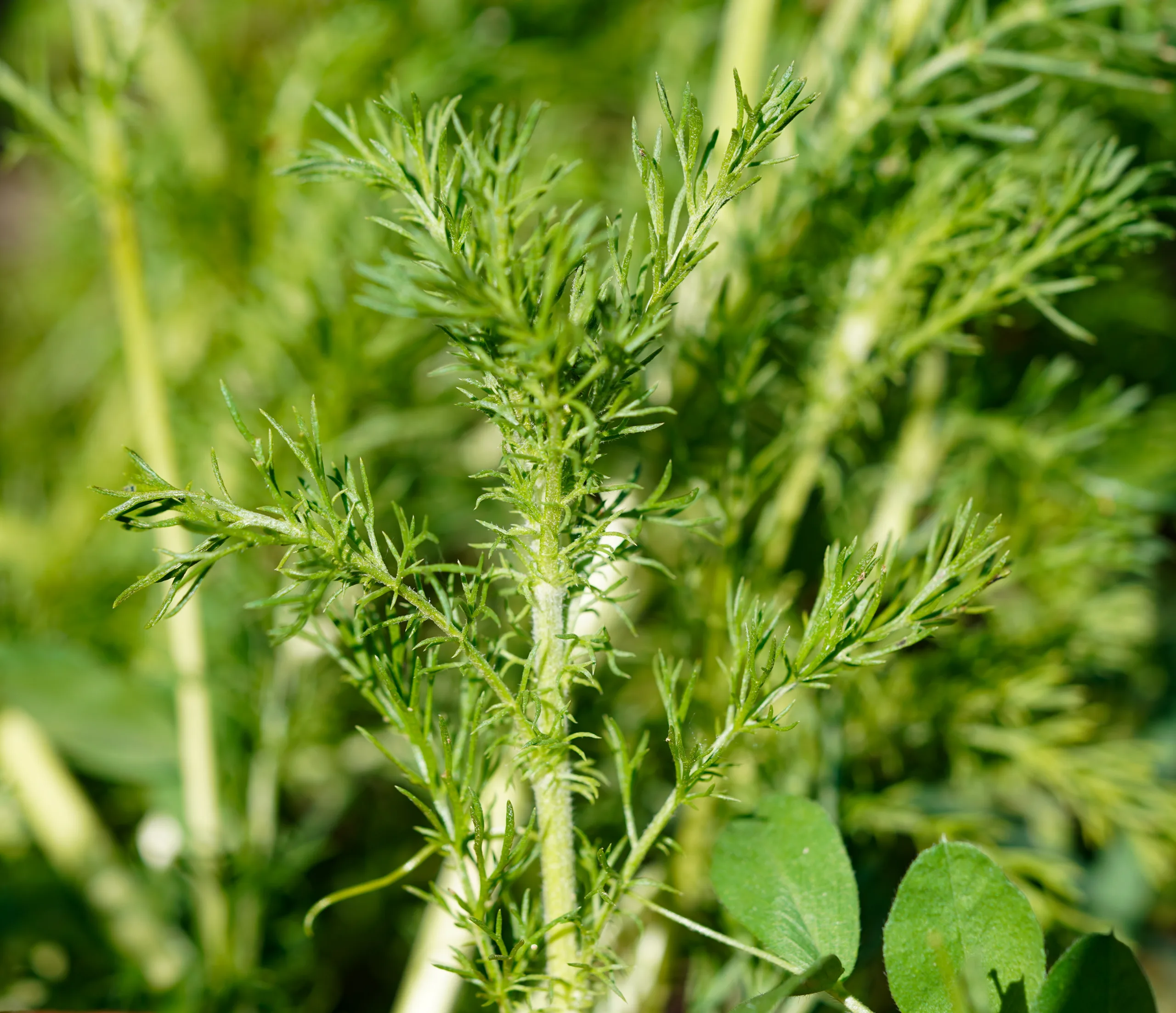 Chamaemelum nobile