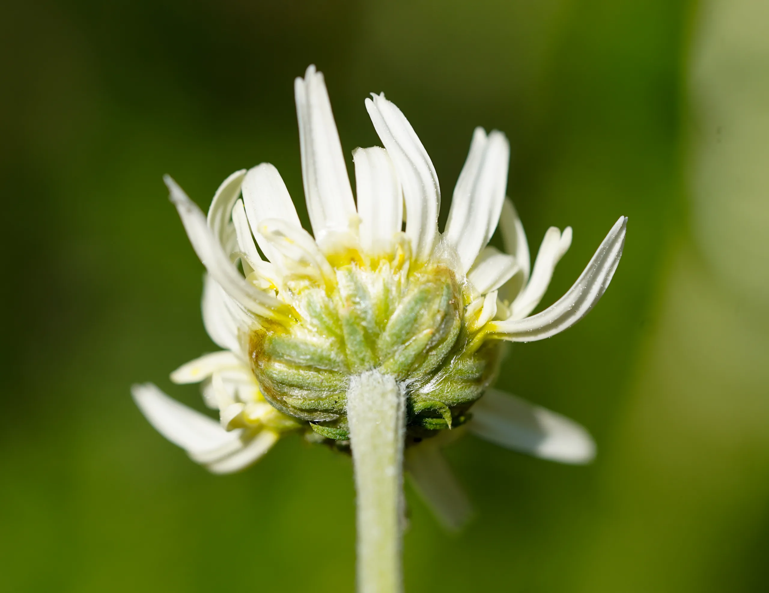 Chamaemelum nobile