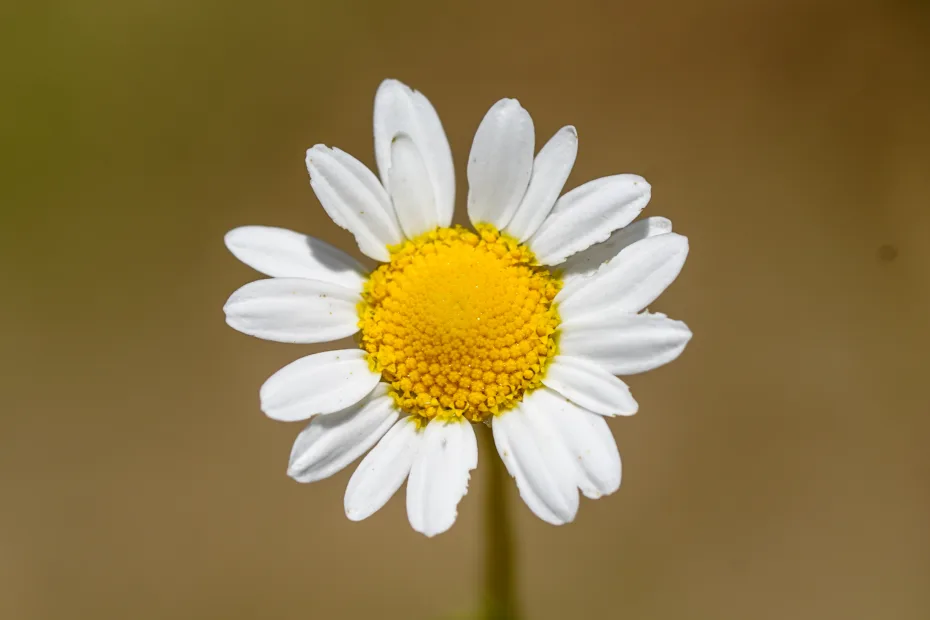 Chamaemelum nobile