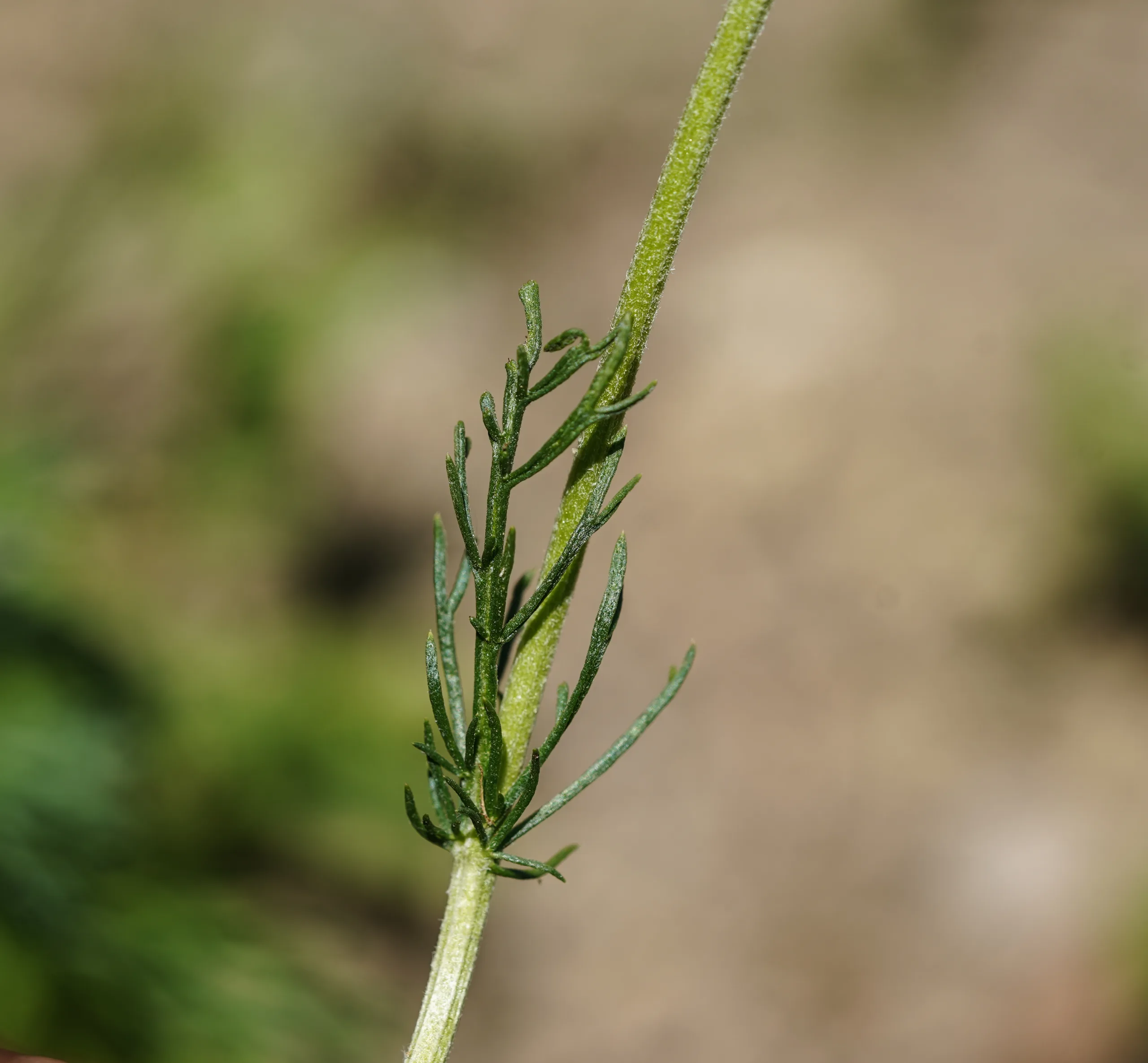 Chamaemelum nobile