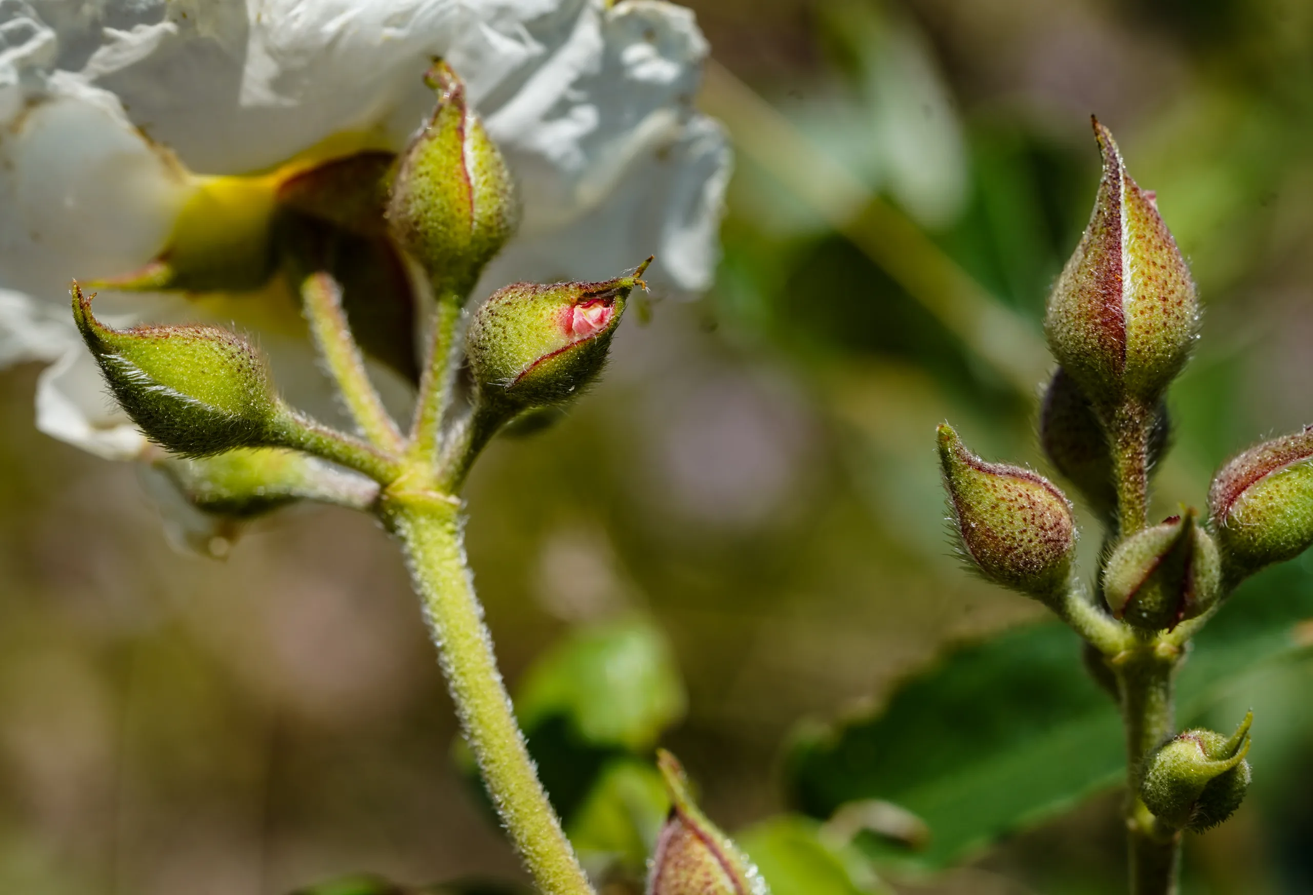 Cistus laurifolius