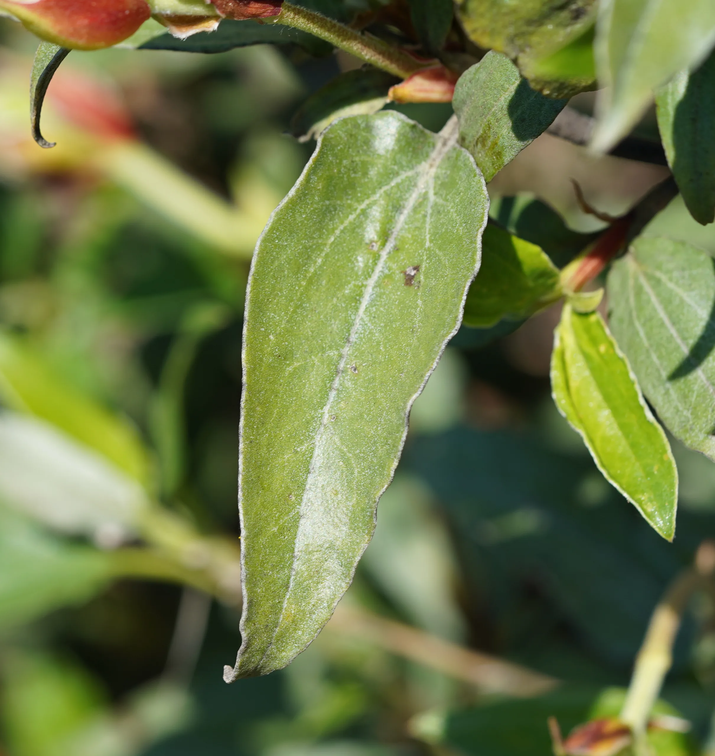 Cistus laurifolius